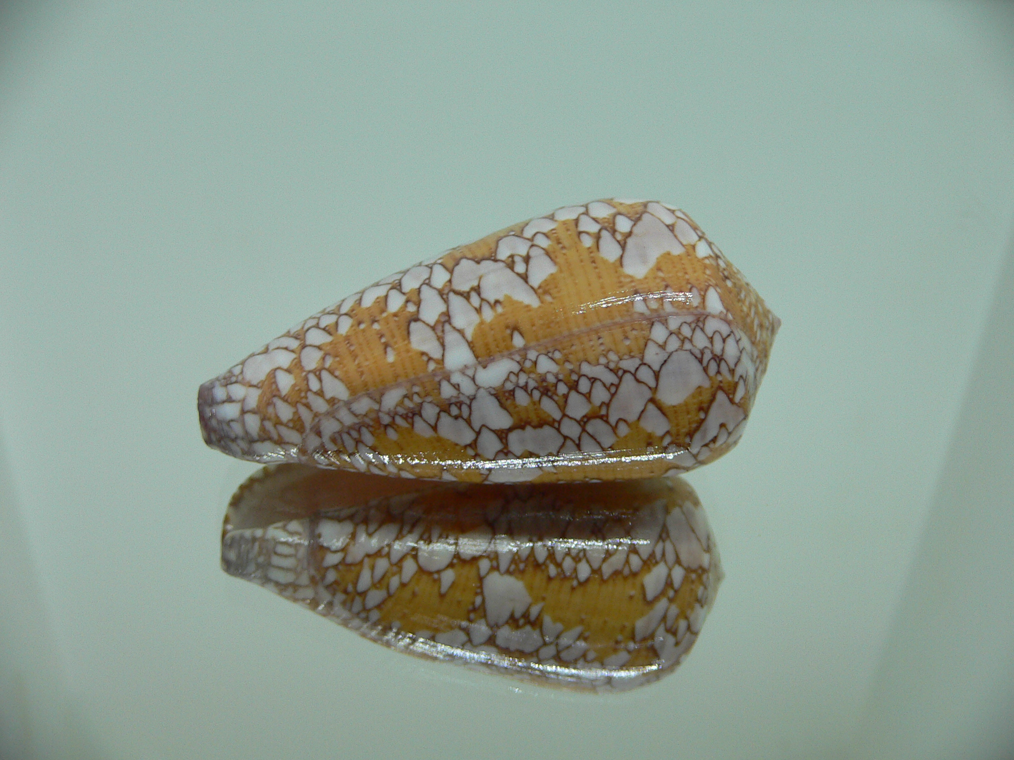 Conus behelokensis SUPER DRAWING