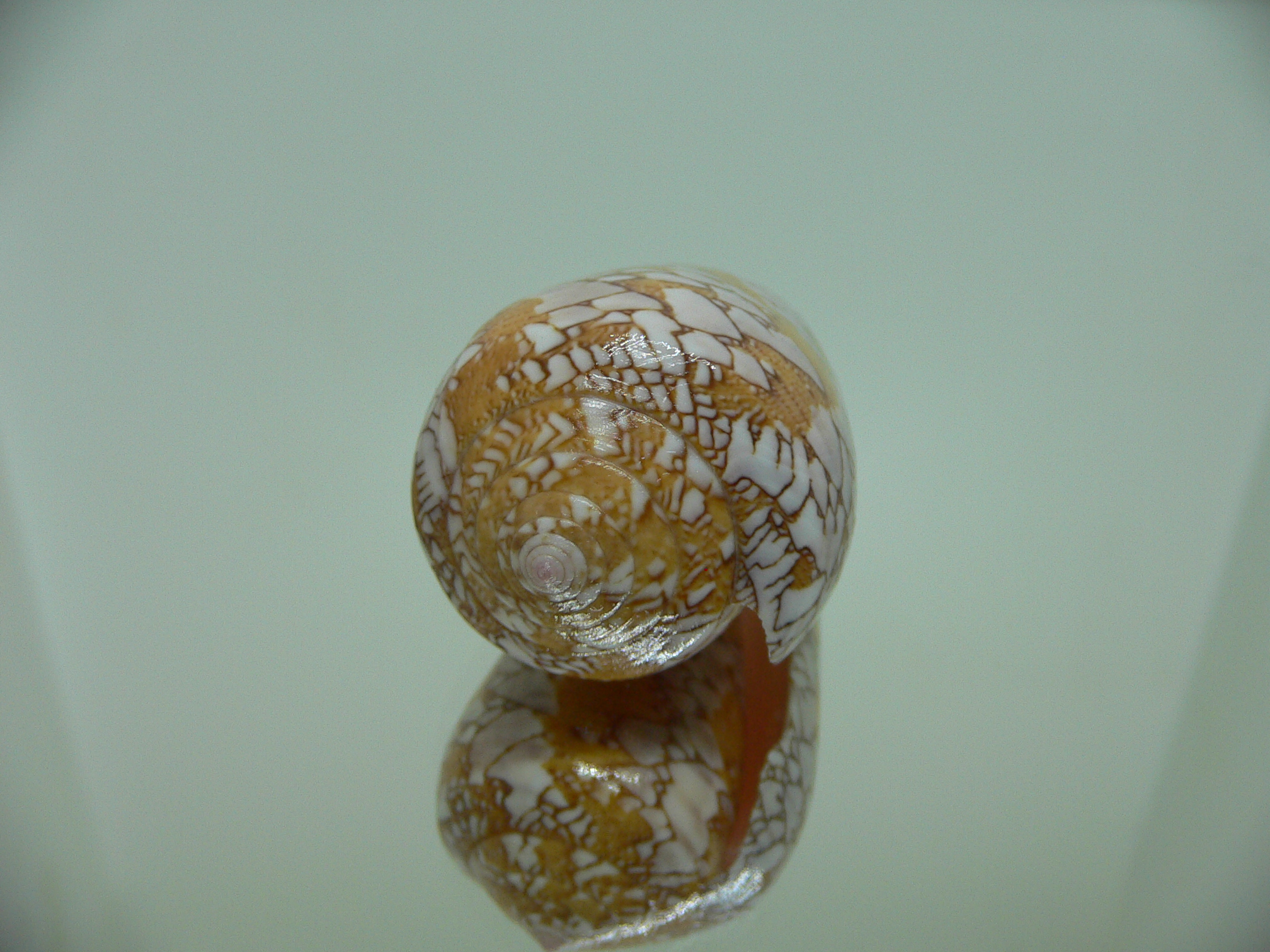 Conus behelokensis SUPER DRAWING