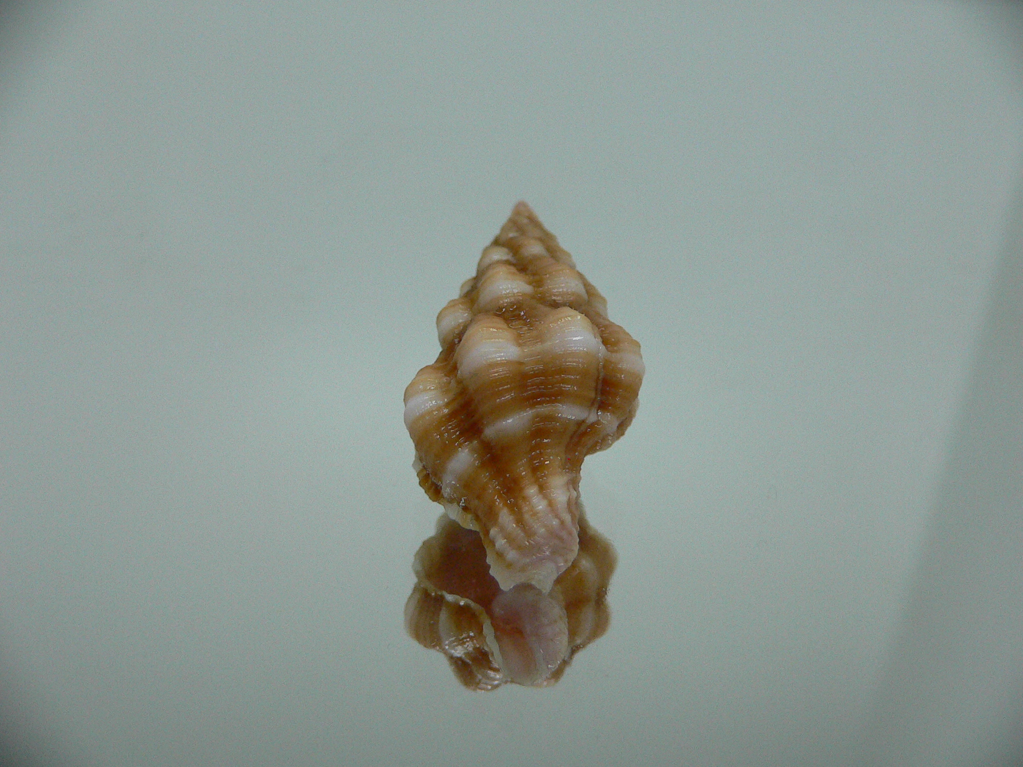 Latirus nassoides IDEAL