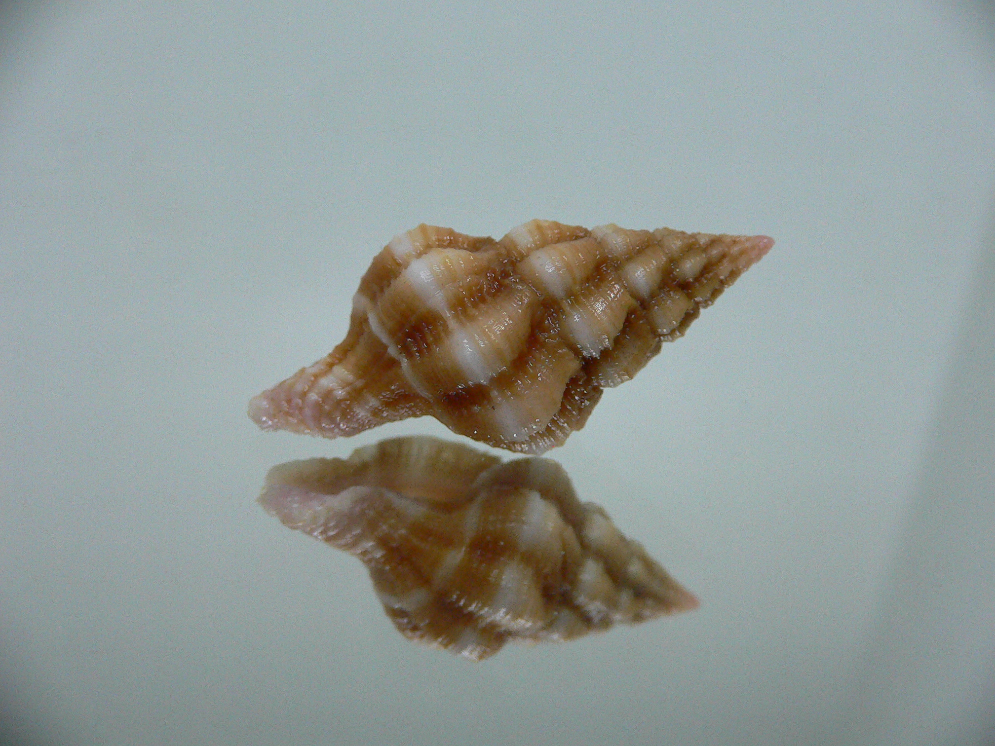 Latirus nassoides IDEAL