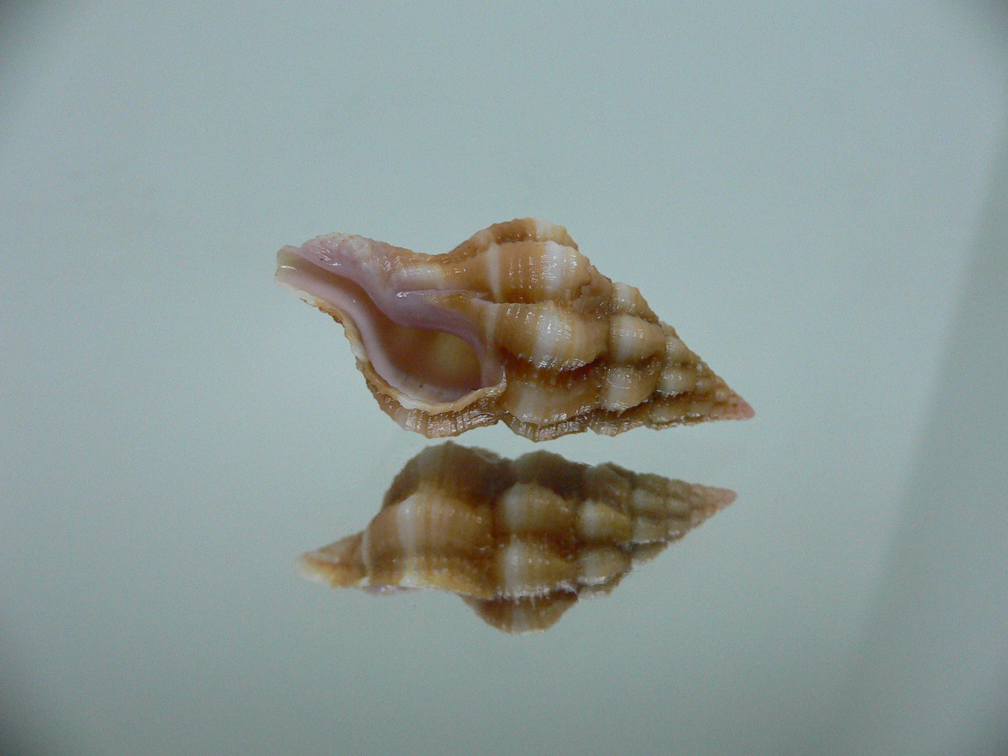 Latirus nassoides IDEAL