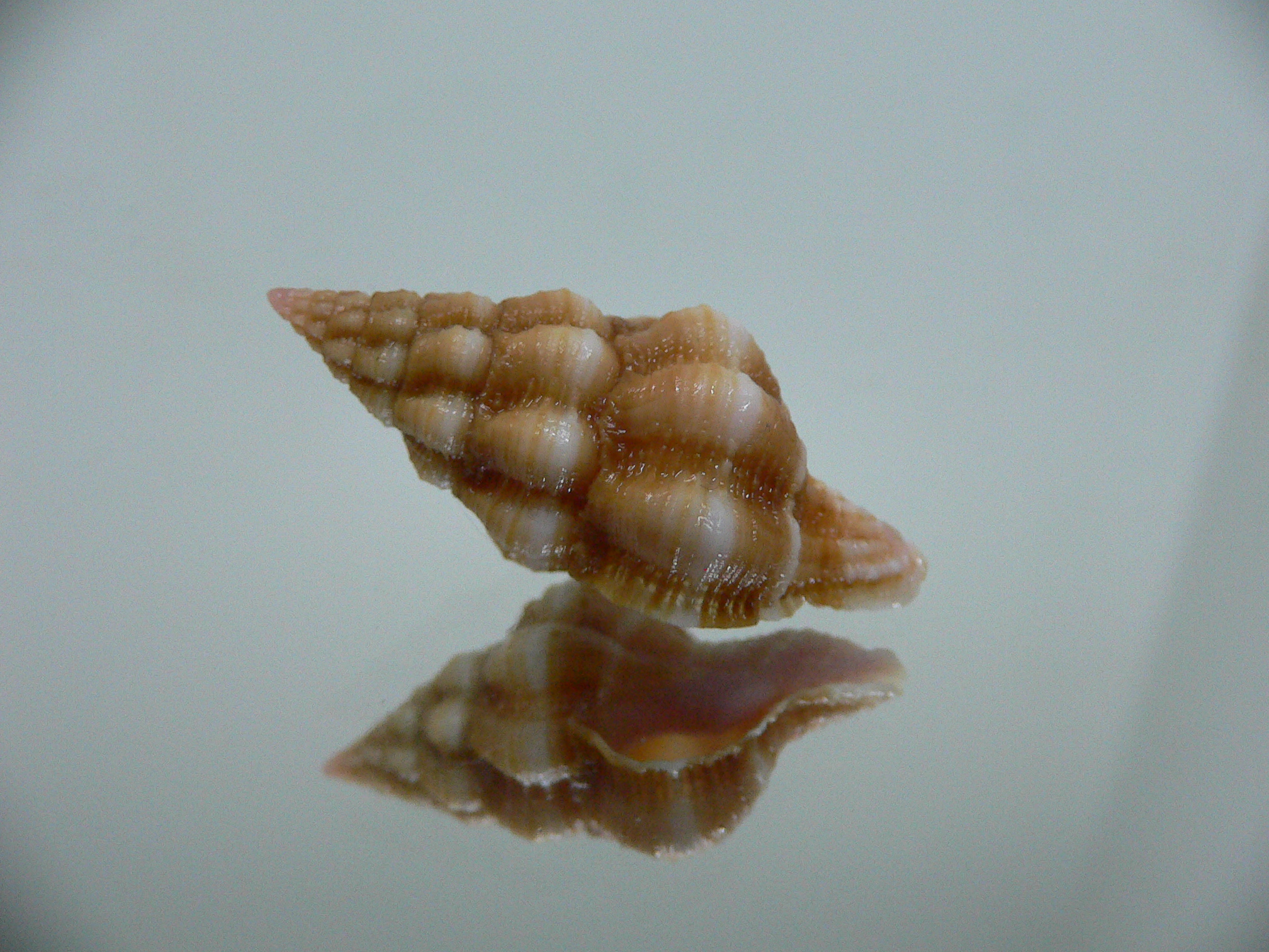 Latirus nassoides IDEAL