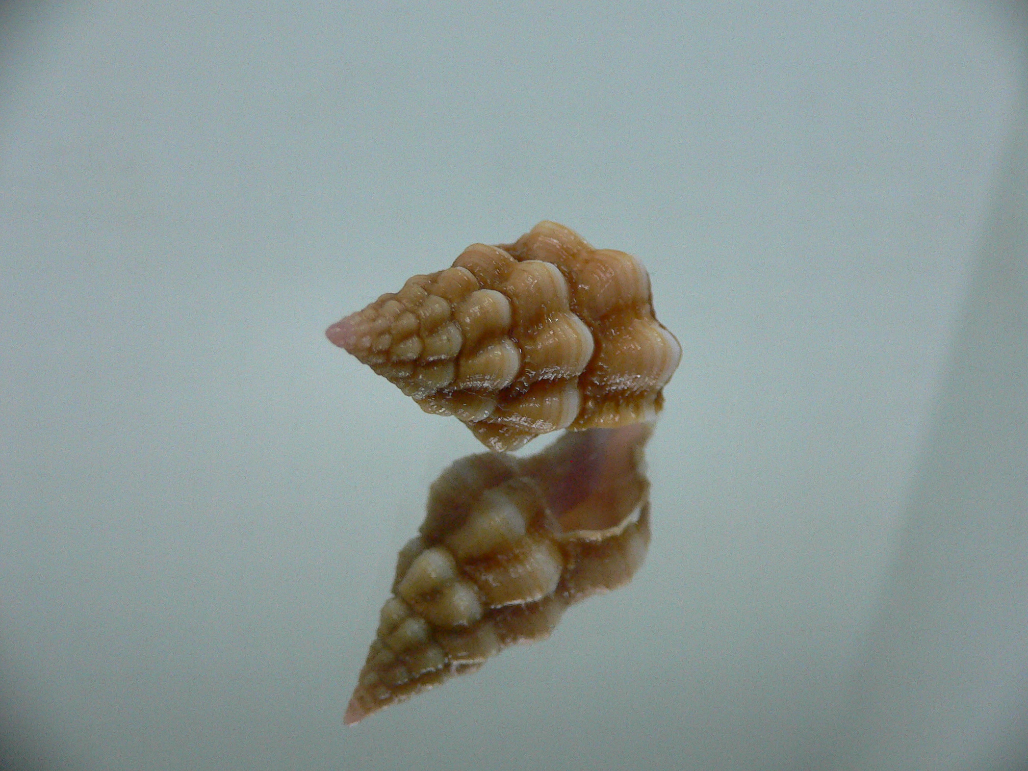 Latirus nassoides IDEAL