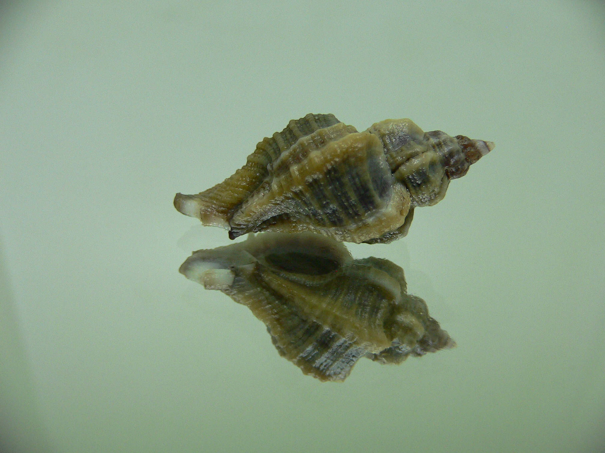 Ocenebra inornata NORTHERN FORM 6