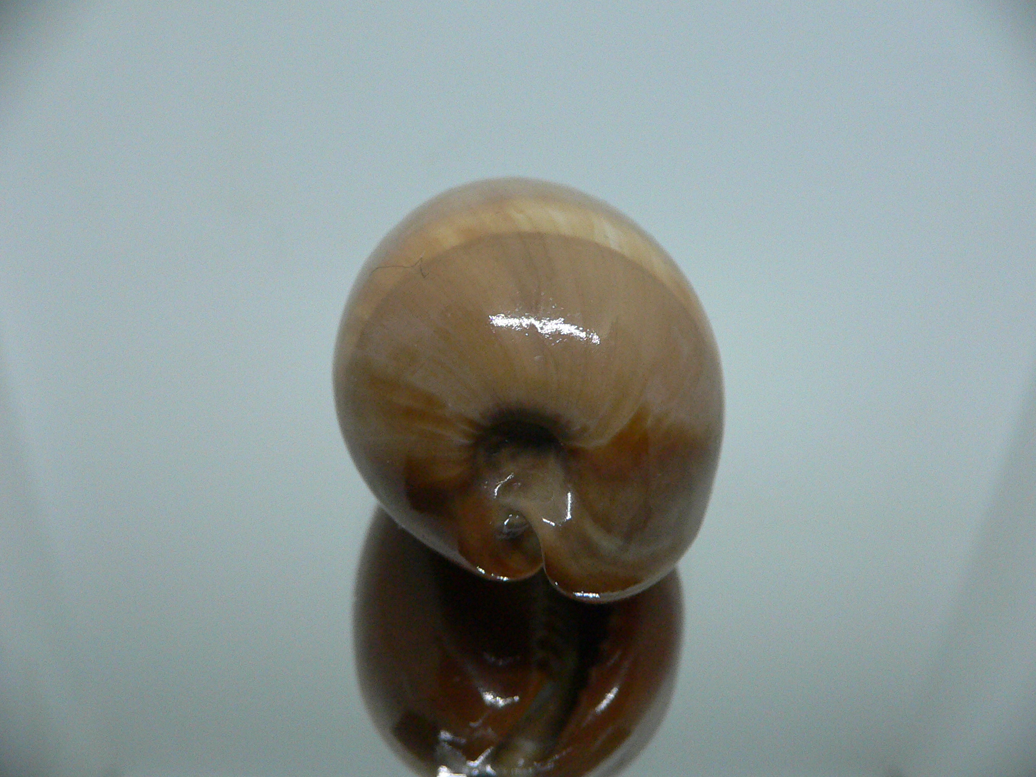 Cypraea adusta adusta SUPER