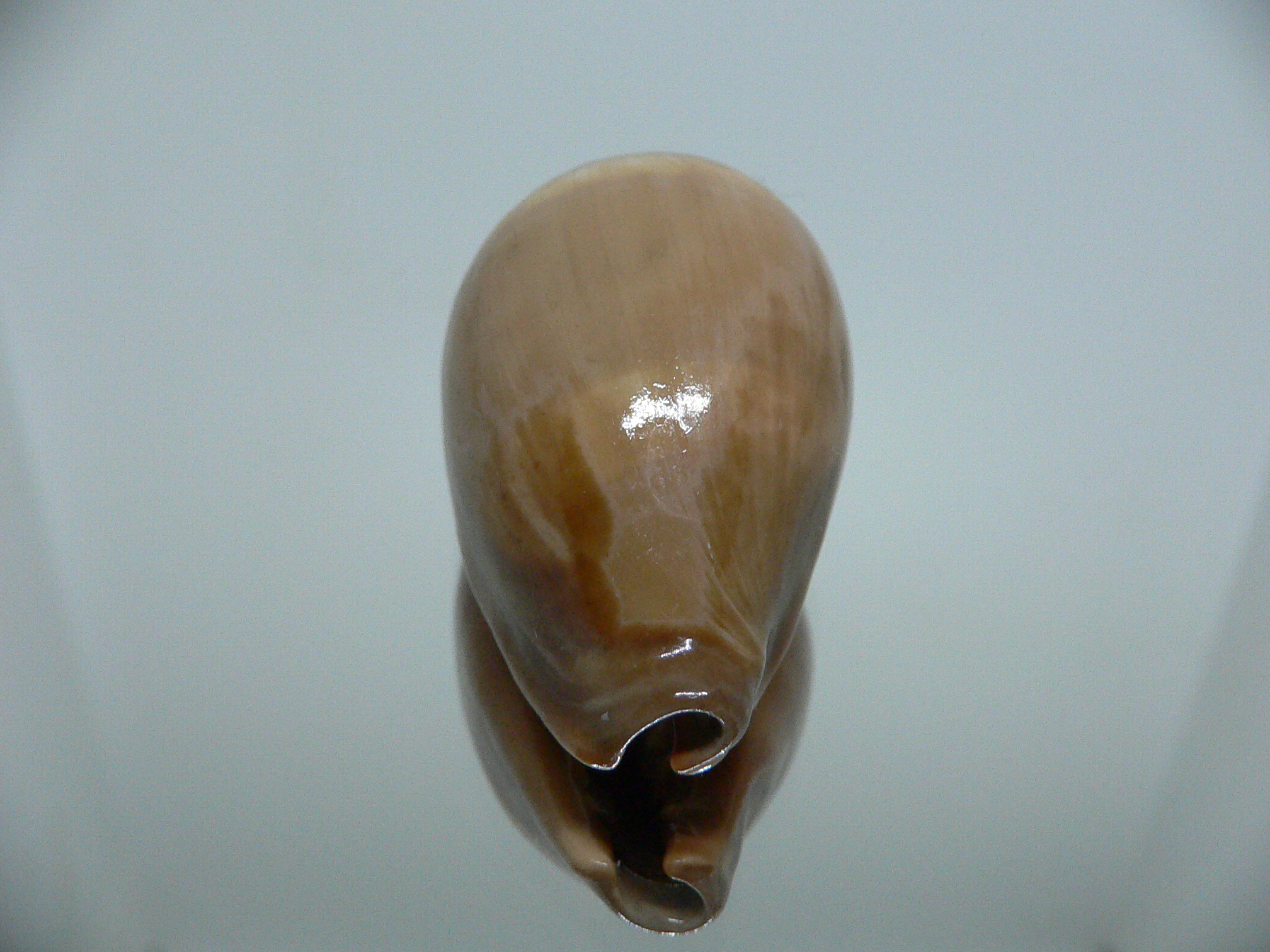 Cypraea adusta adusta SUPER