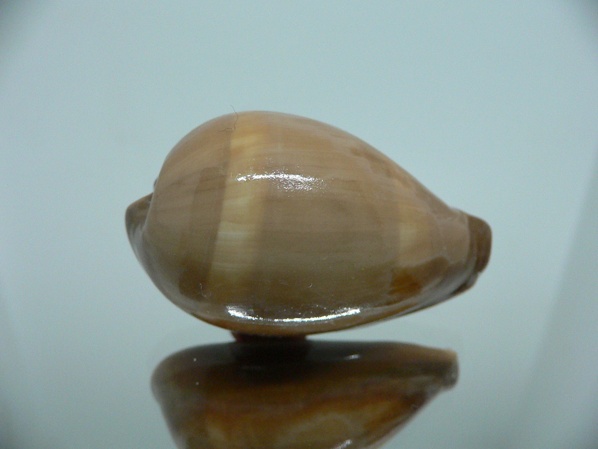 Cypraea adusta adusta SUPER