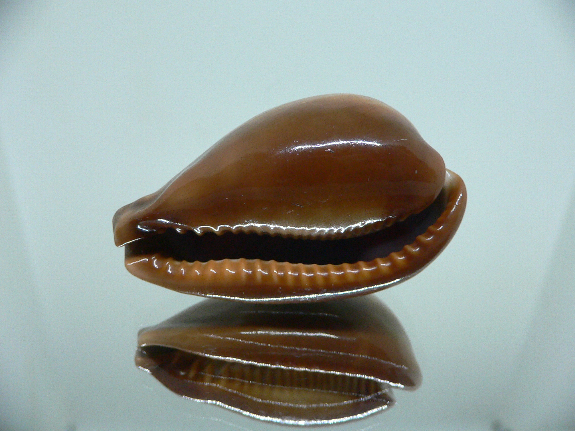 Cypraea adusta adusta SUPER