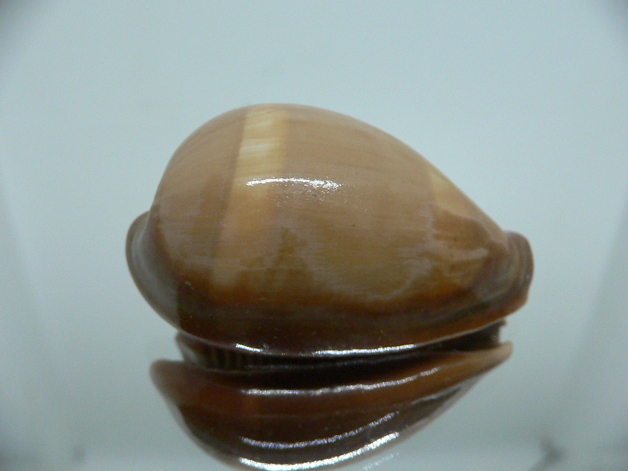 Cypraea adusta adusta SUPER