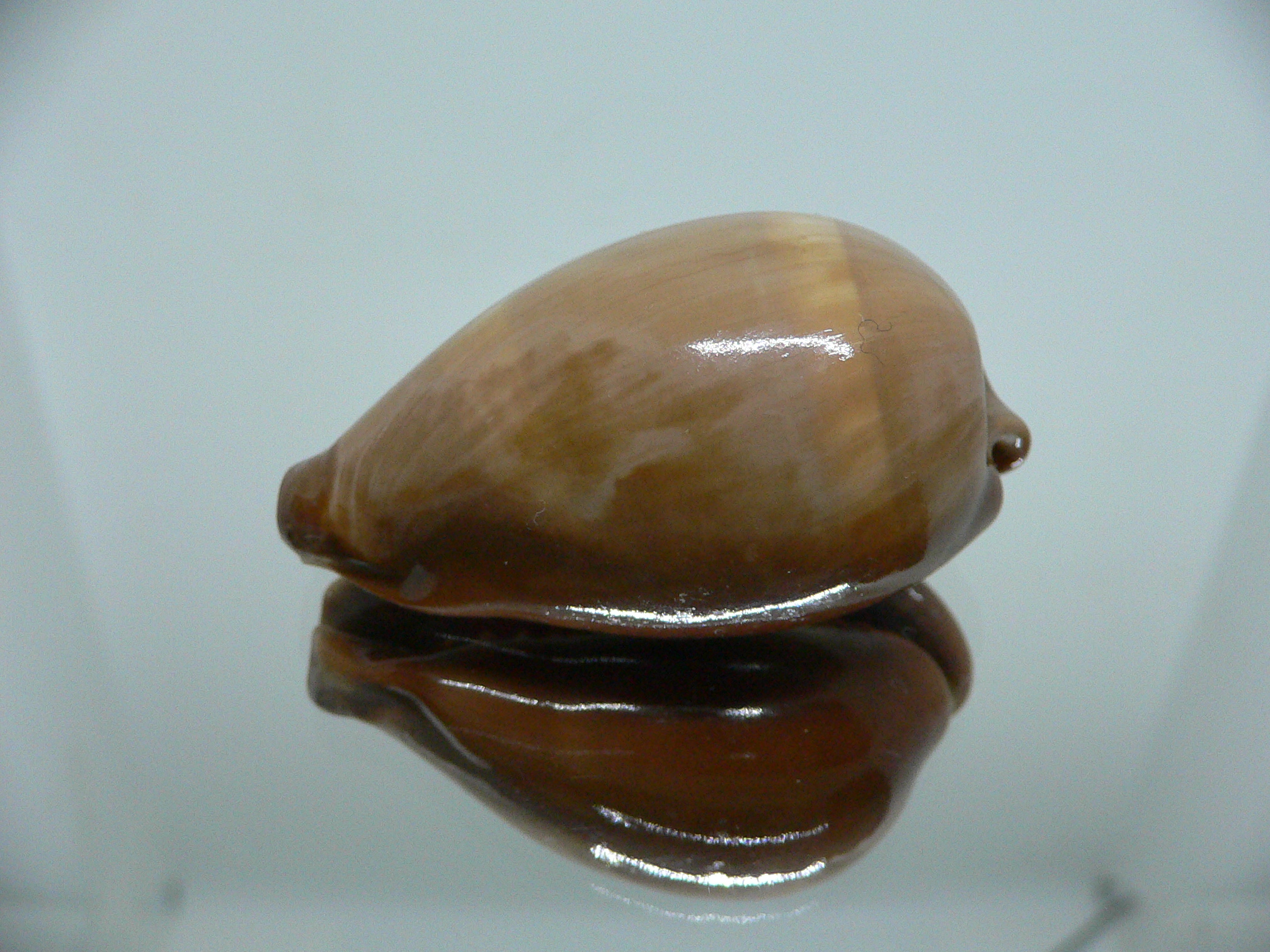 Cypraea adusta adusta SUPER