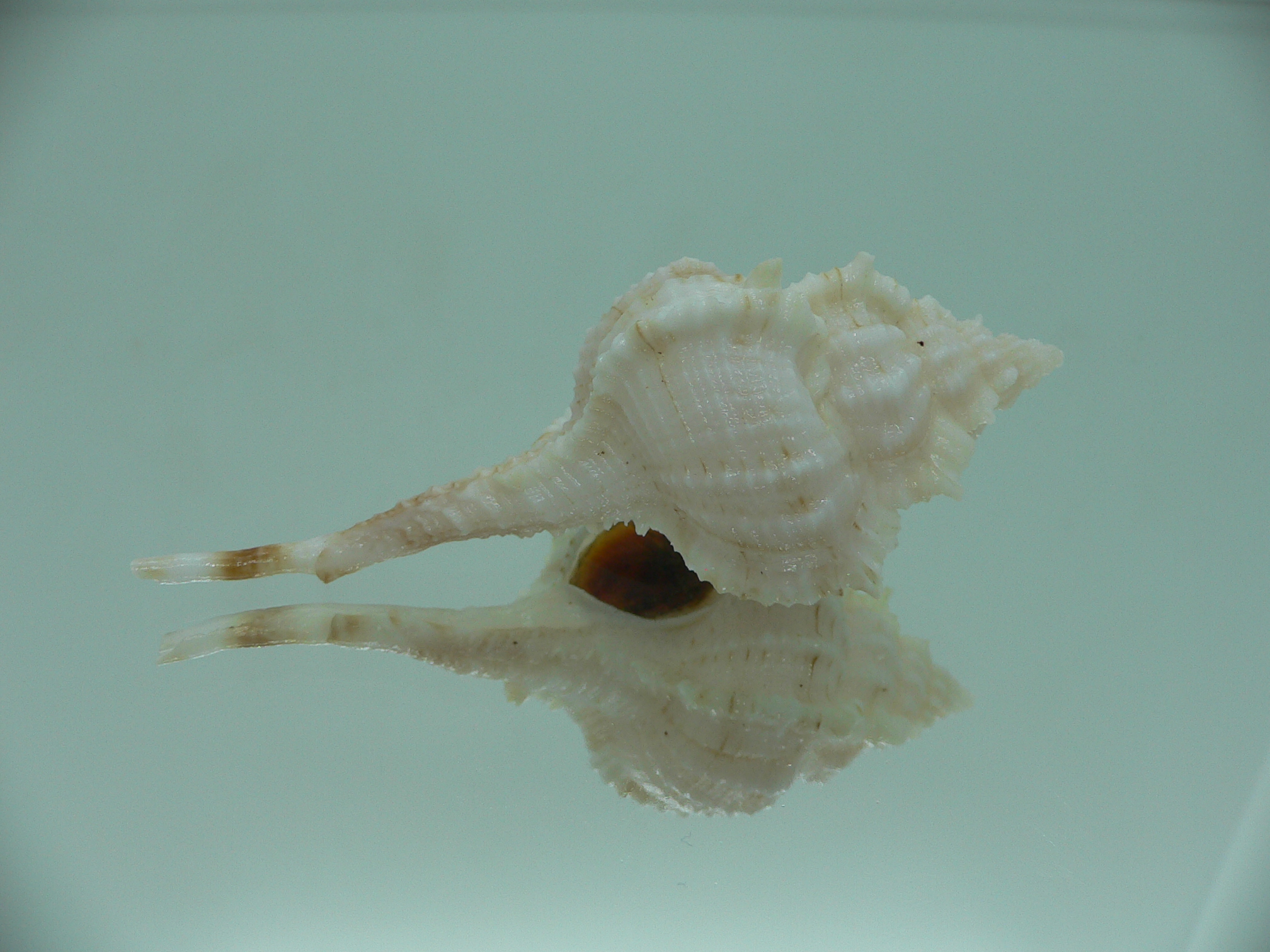 Vokesimurex gallinago gallinago