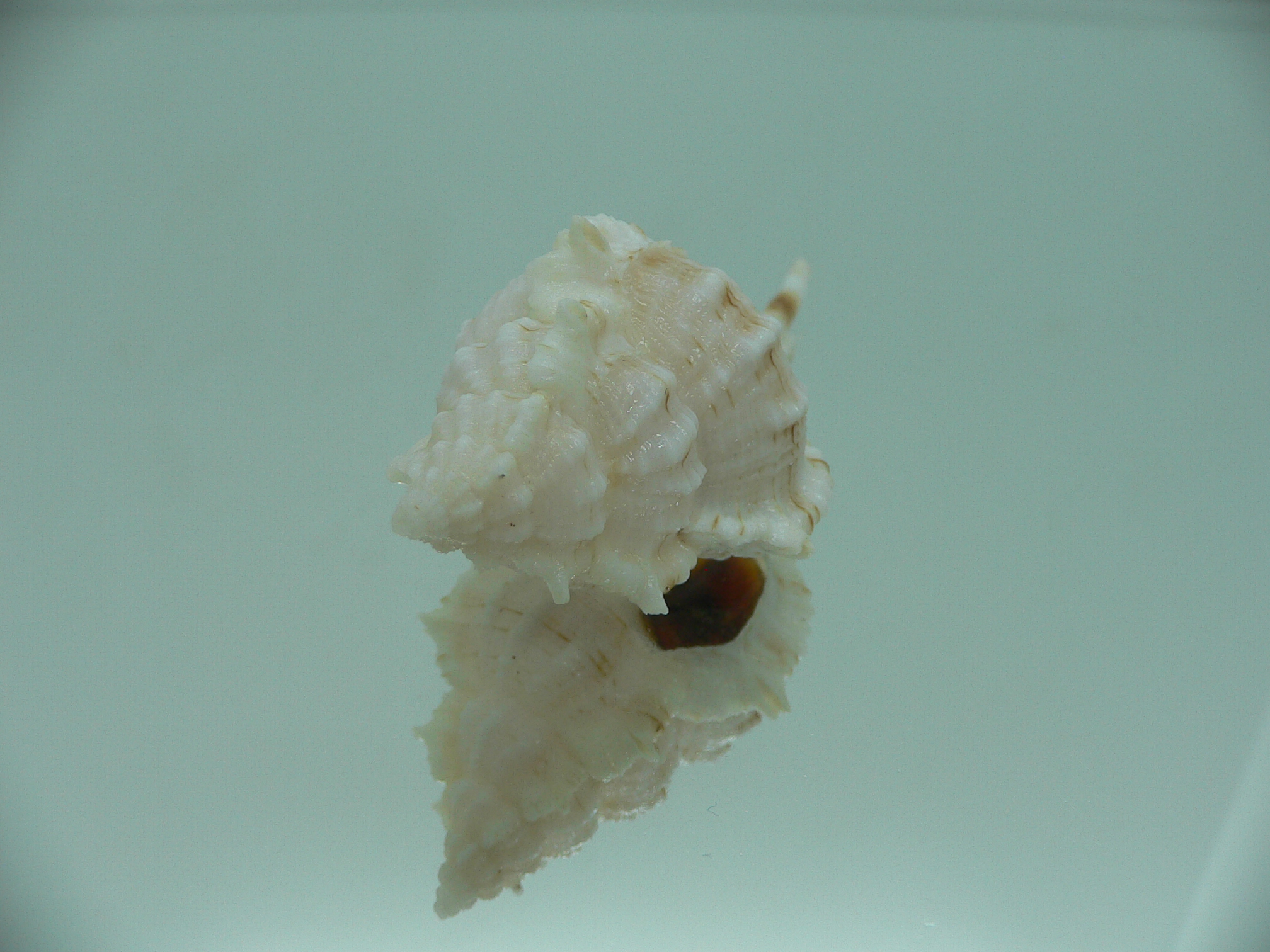 Vokesimurex gallinago gallinago