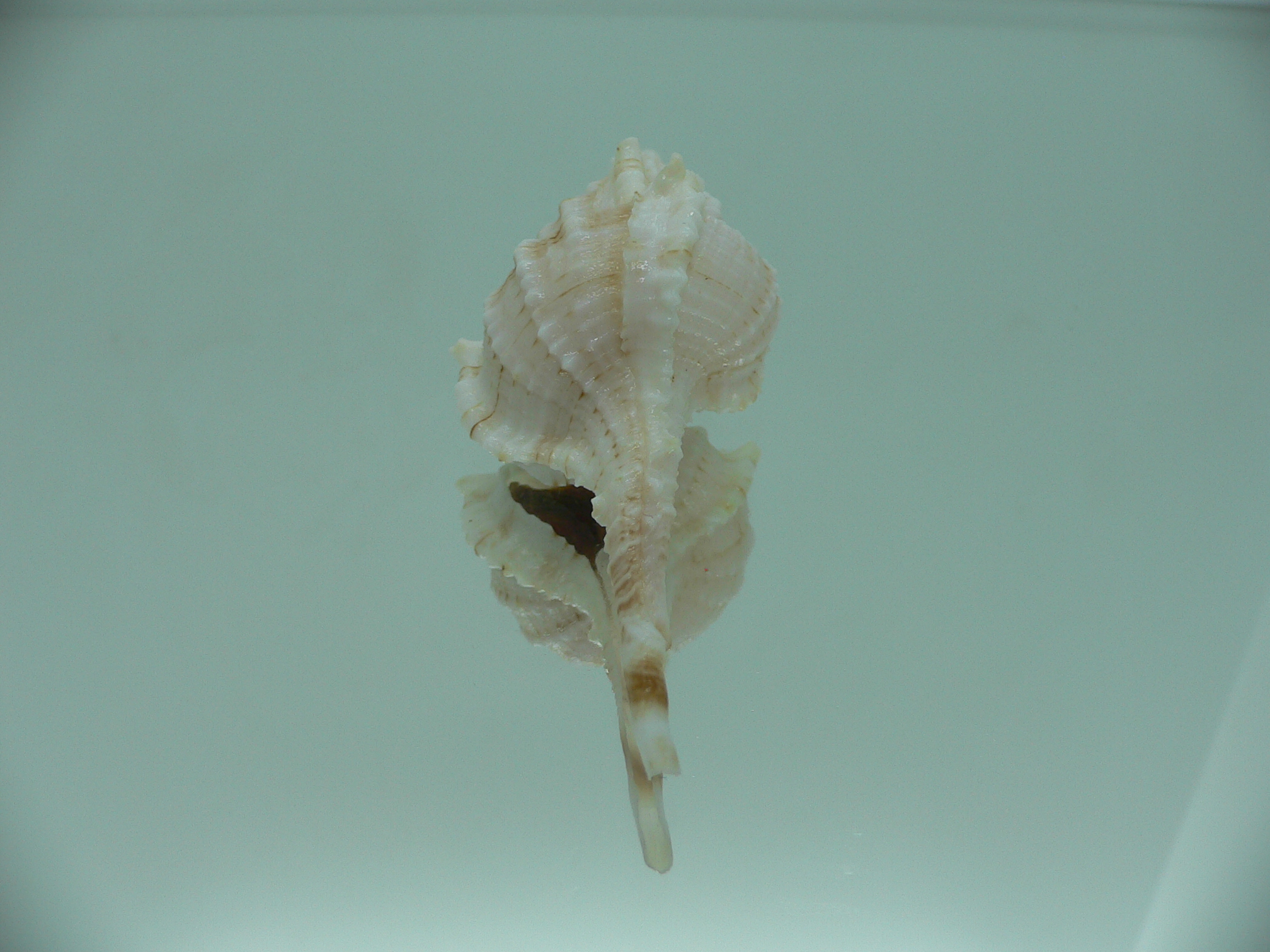 Vokesimurex gallinago gallinago