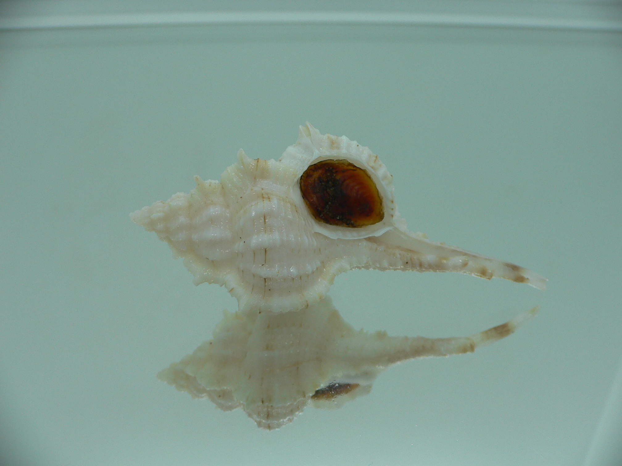 Vokesimurex gallinago gallinago