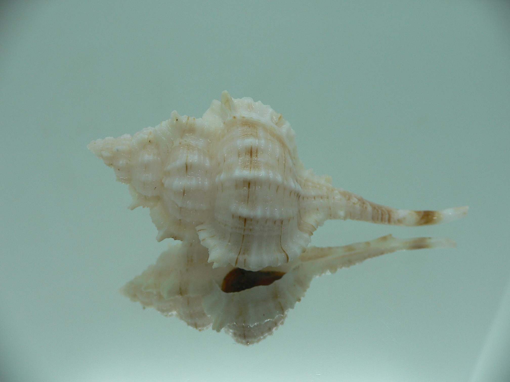 Vokesimurex gallinago gallinago