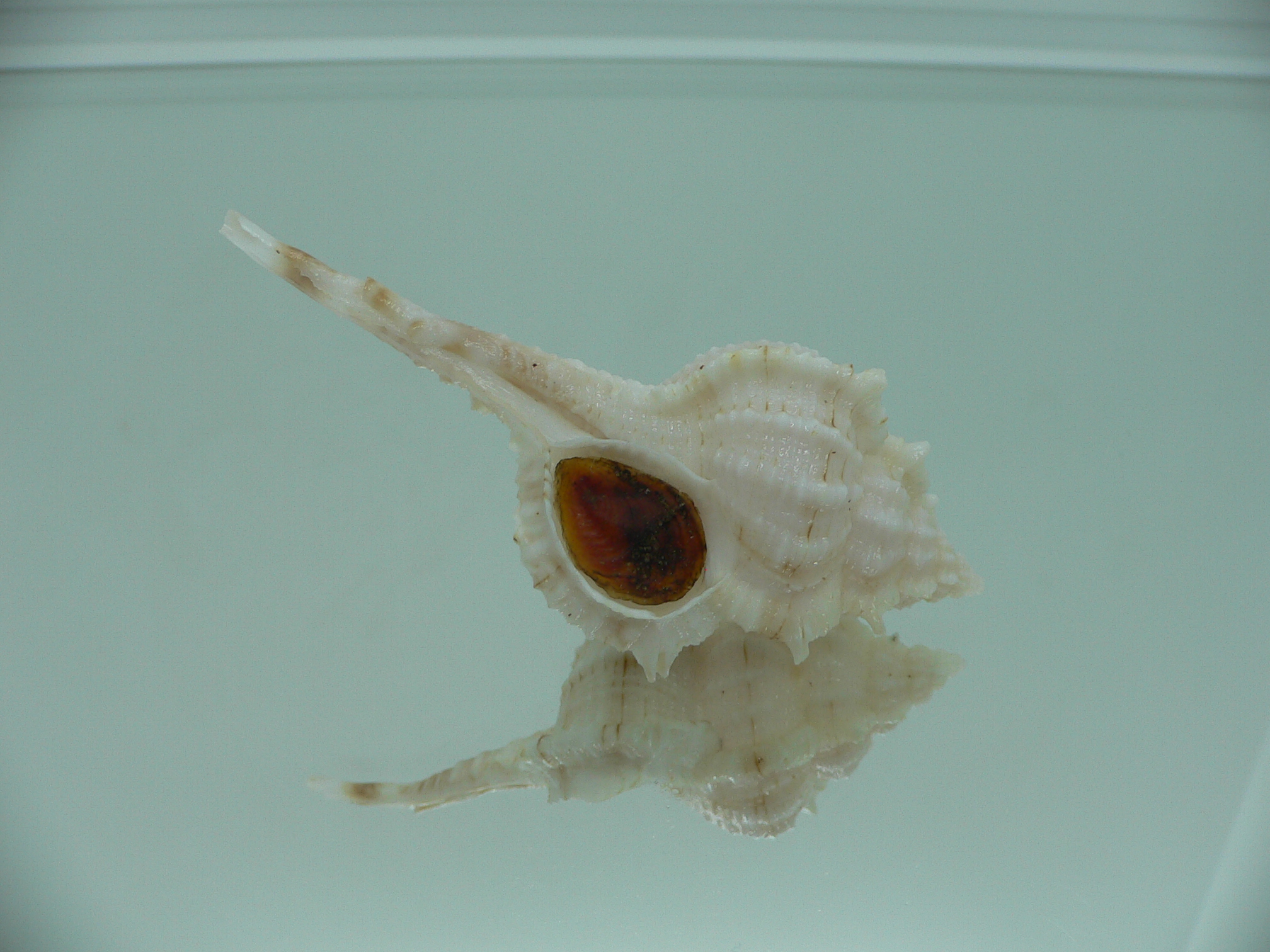 Vokesimurex gallinago gallinago