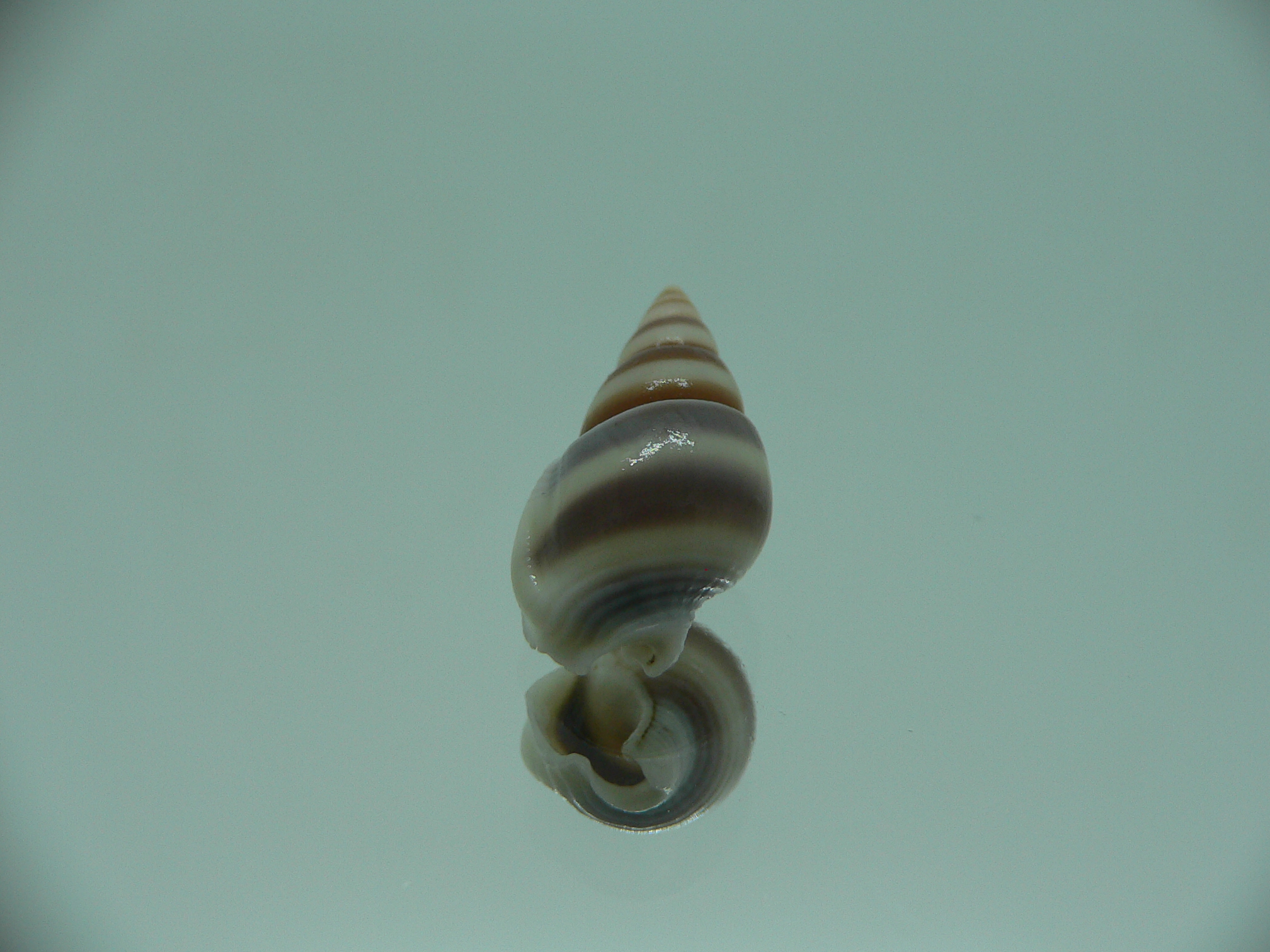 Nassarius succinctus SUPER