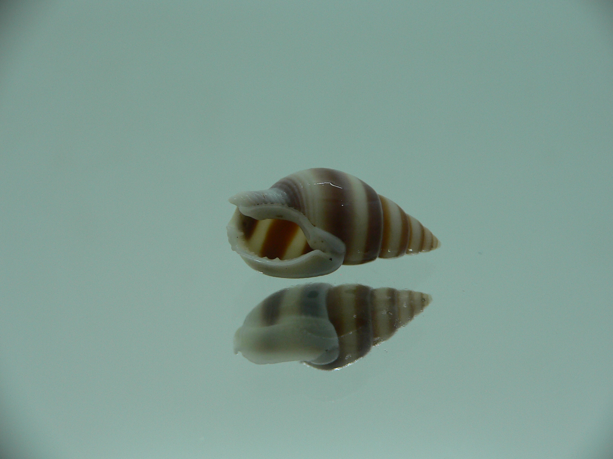 Nassarius succinctus SUPER