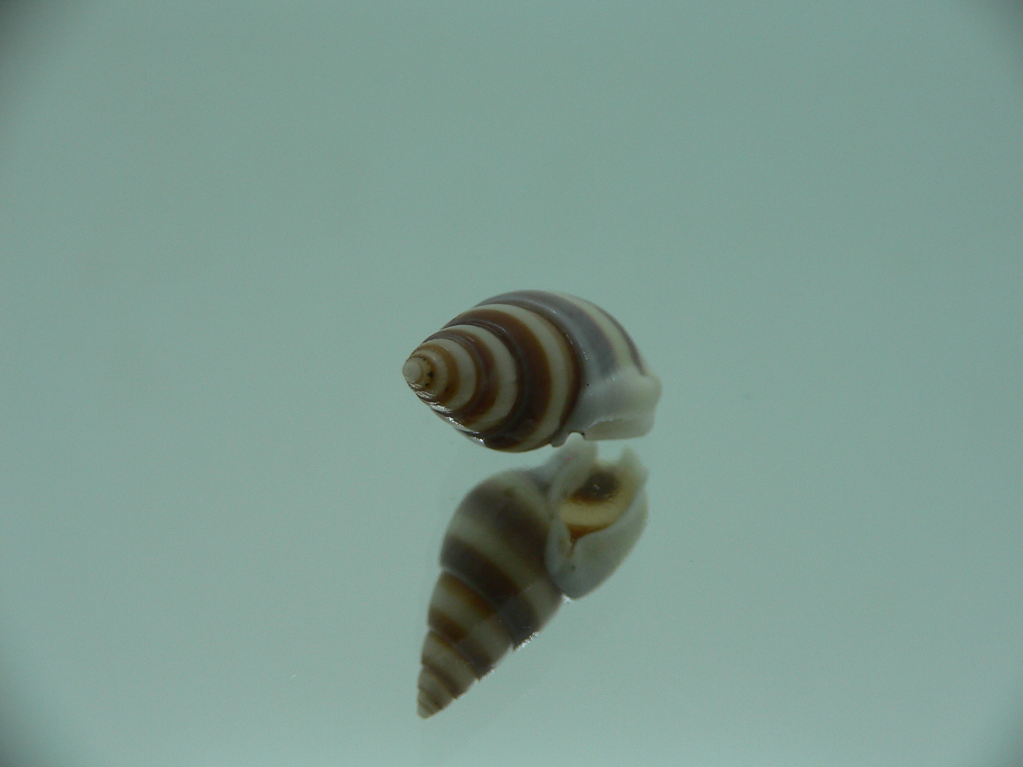 Nassarius succinctus SUPER