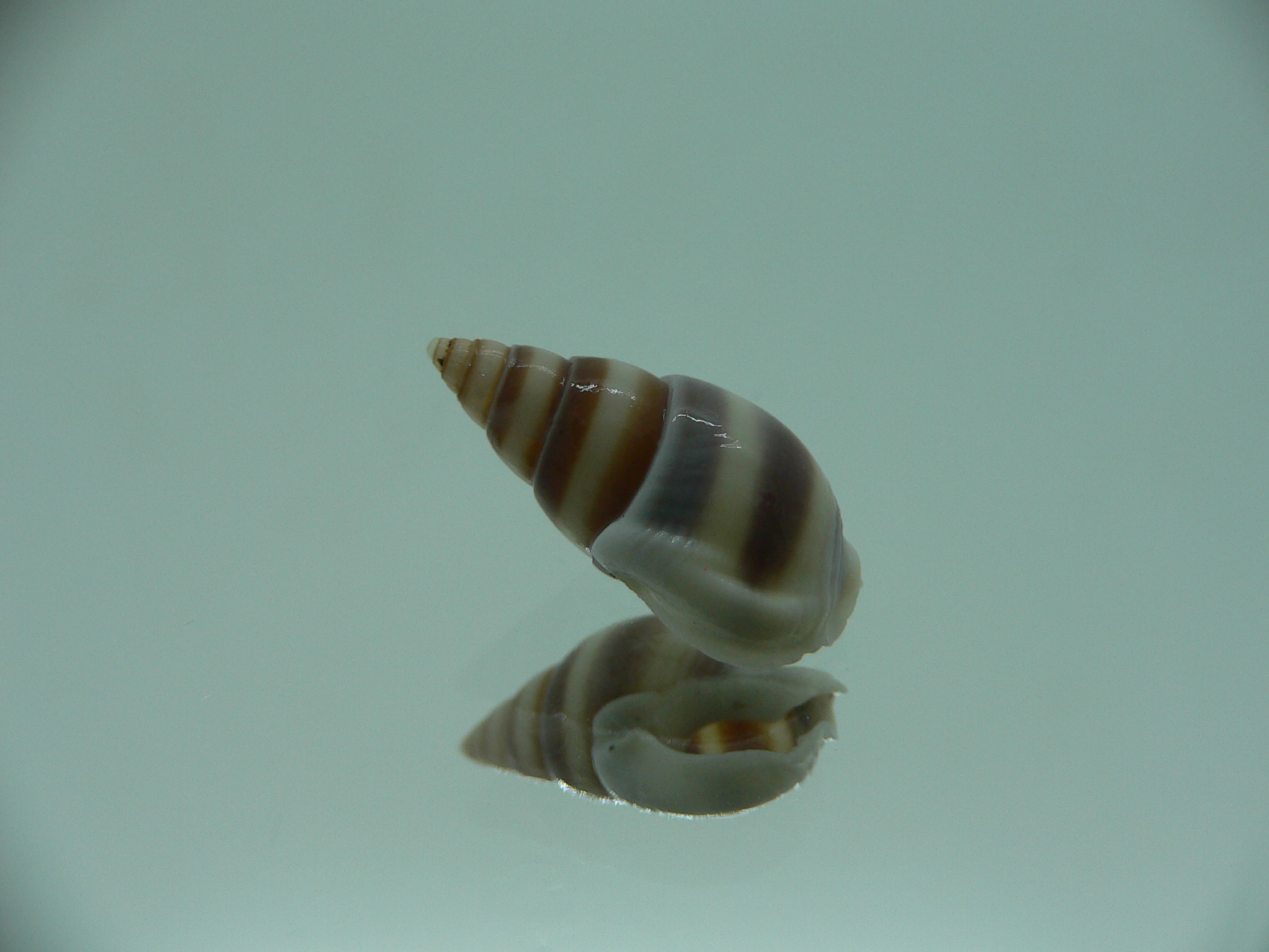 Nassarius succinctus SUPER