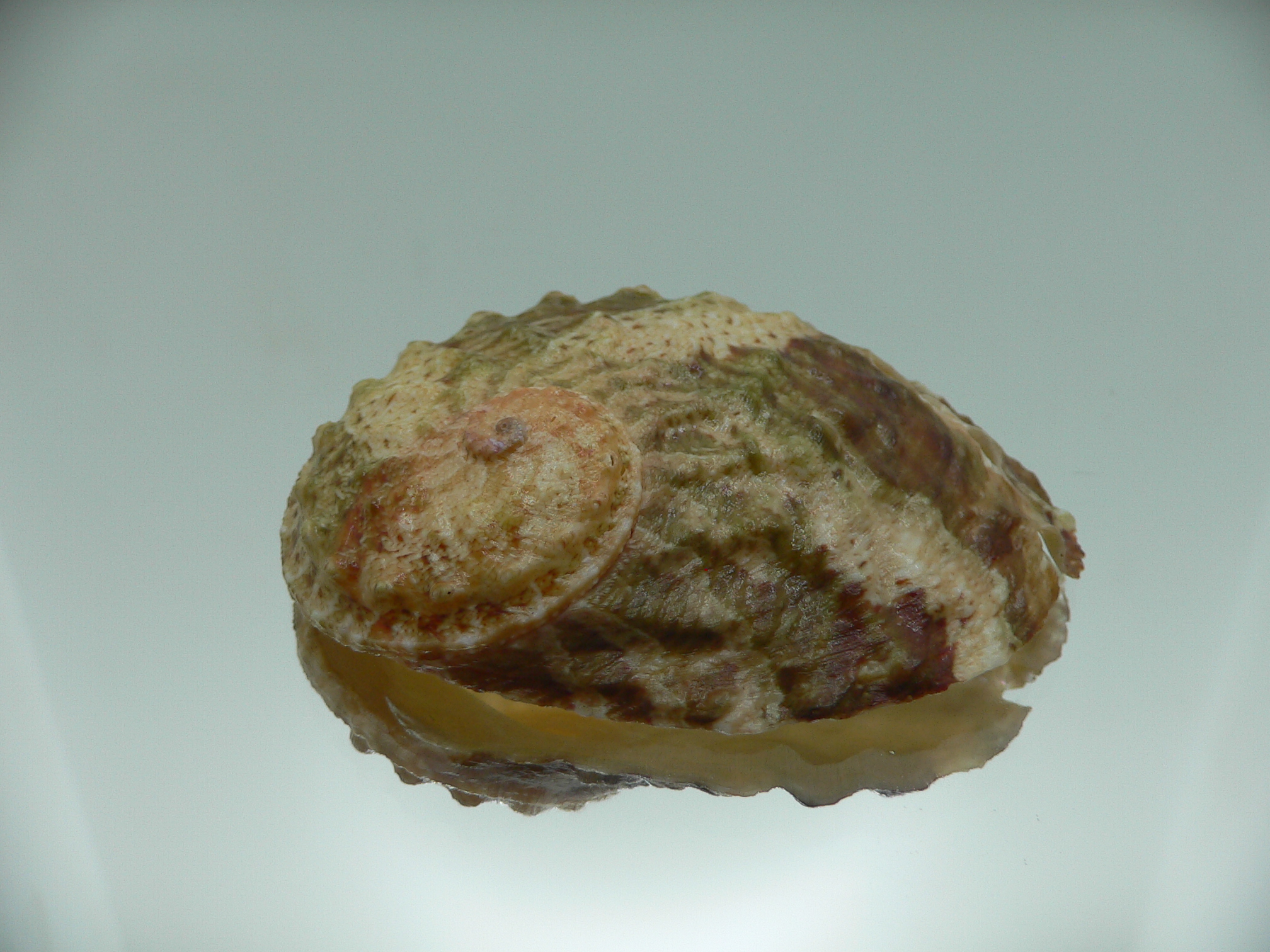 Haliotis ovina ovina GREEN & GRAY