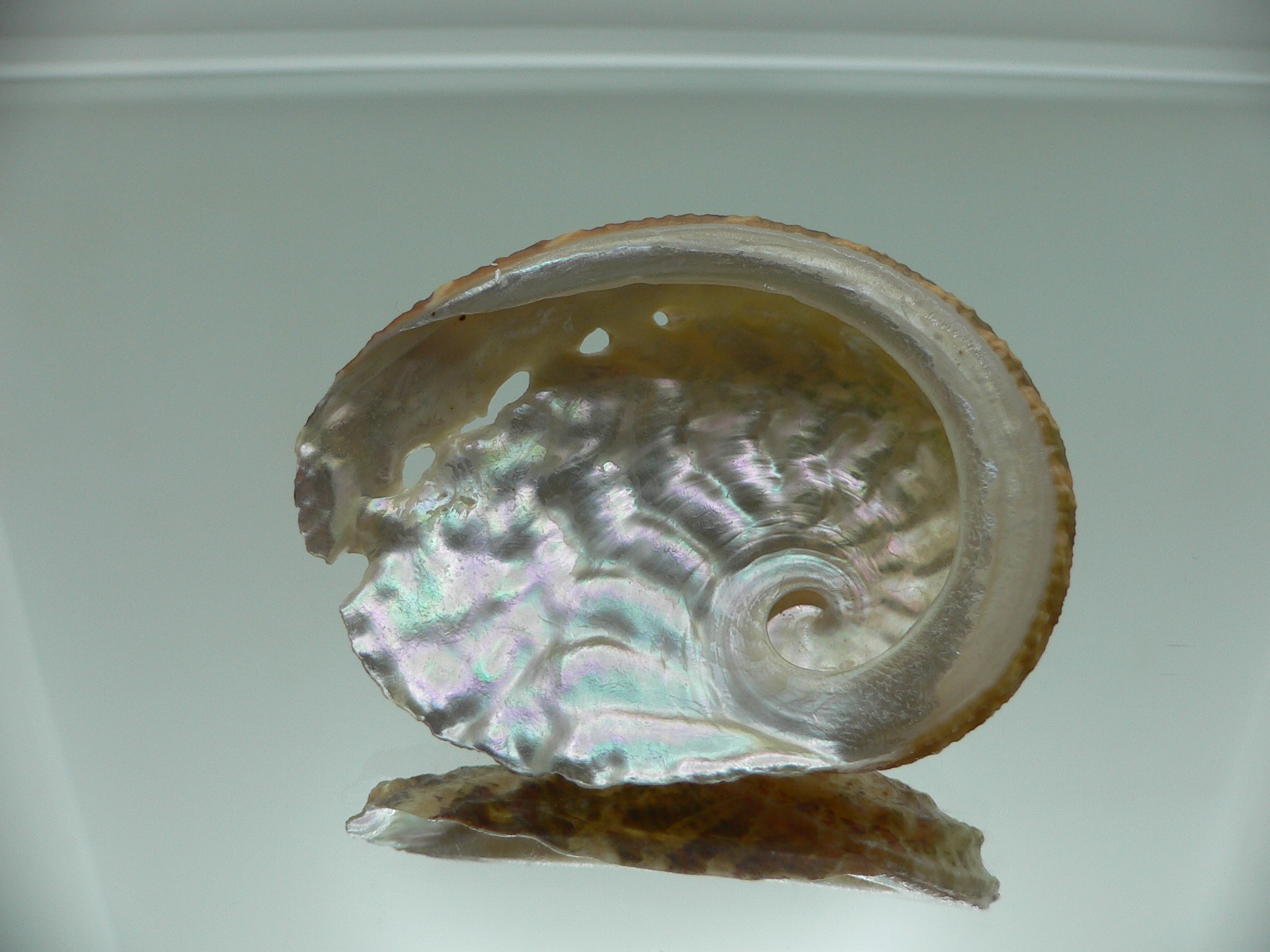 Haliotis ovina ovina GREEN & GRAY