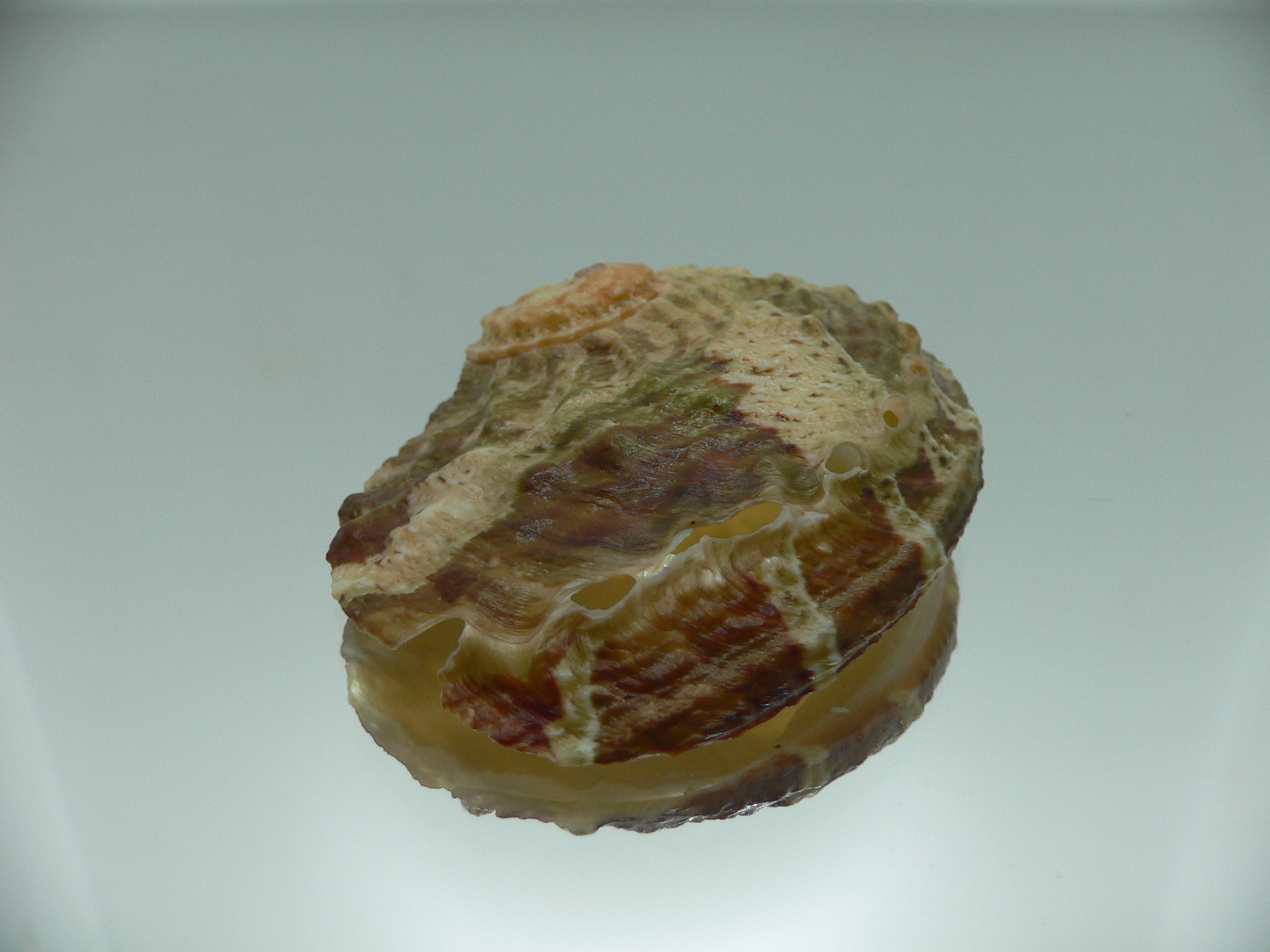 Haliotis ovina ovina GREEN & GRAY