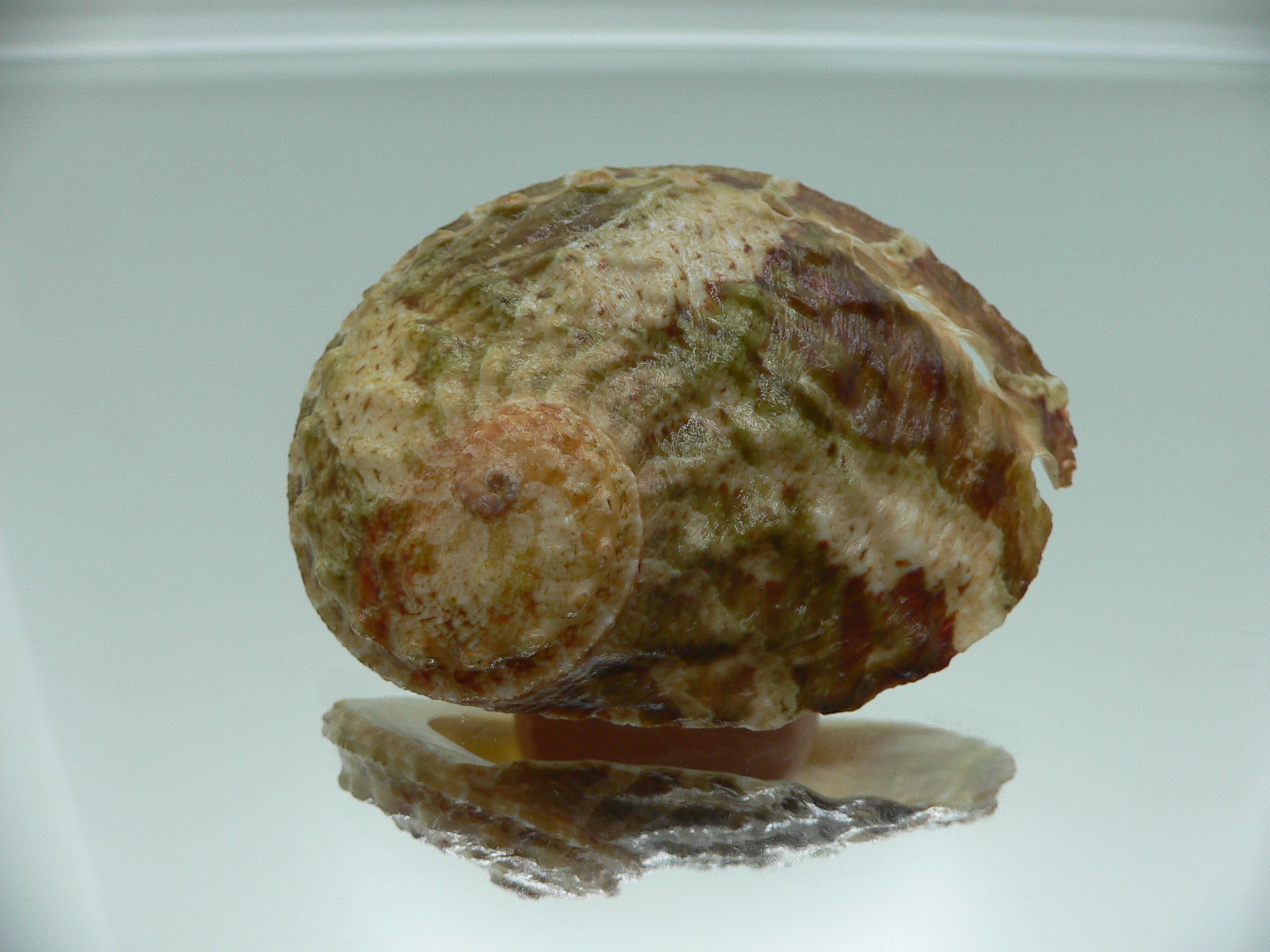 Haliotis ovina ovina GREEN & GRAY