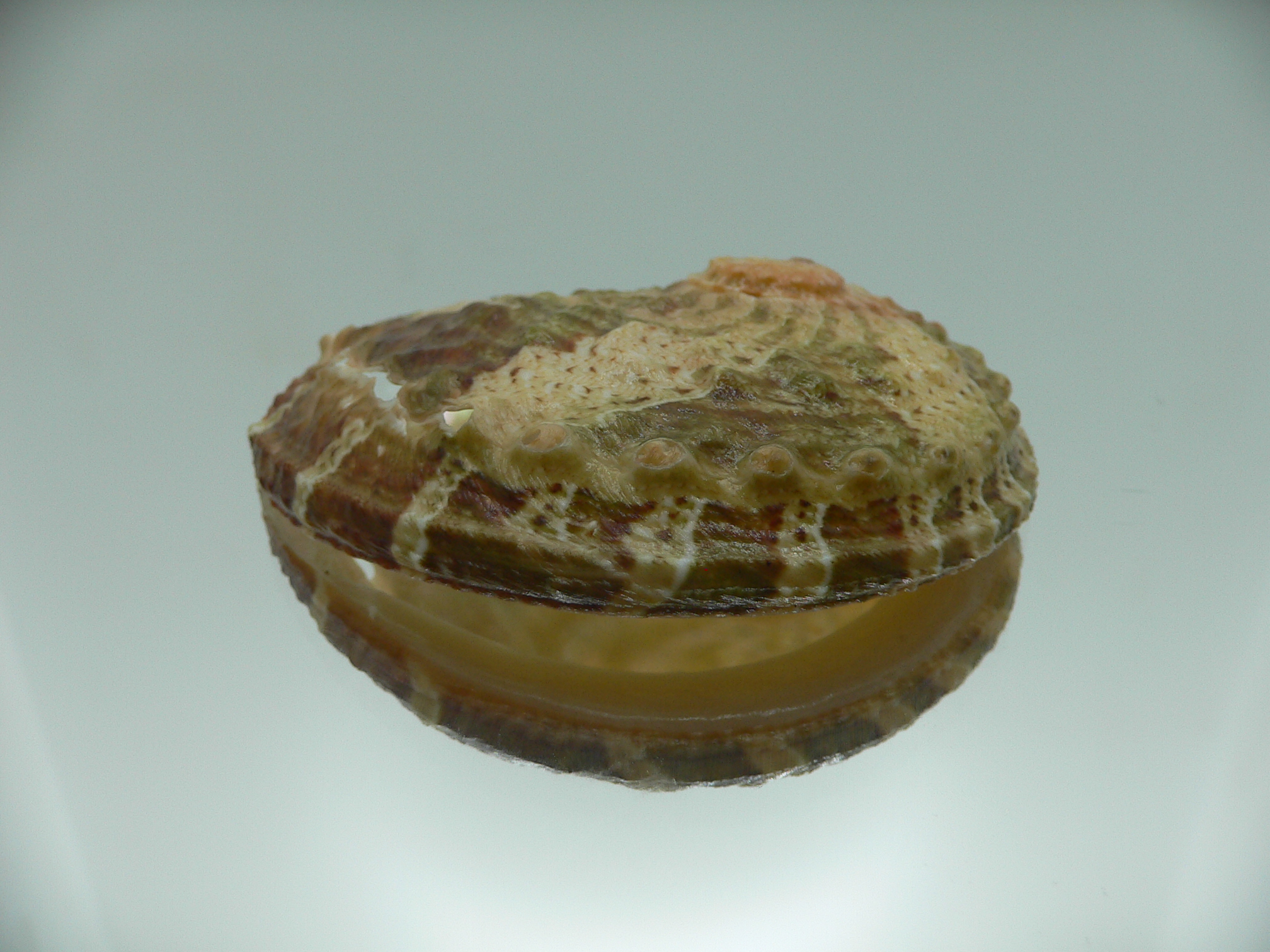 Haliotis ovina ovina GREEN & GRAY