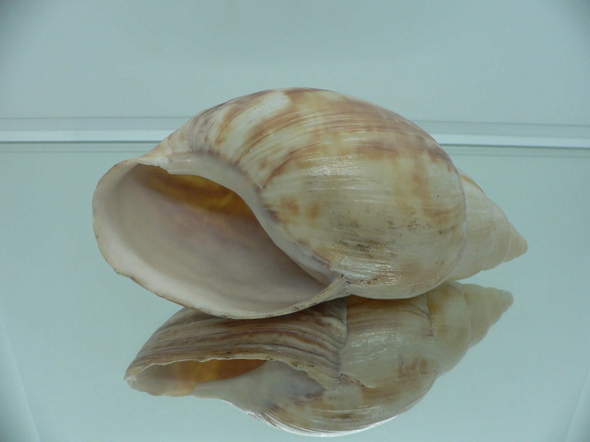 Achatina SP. MONSTER