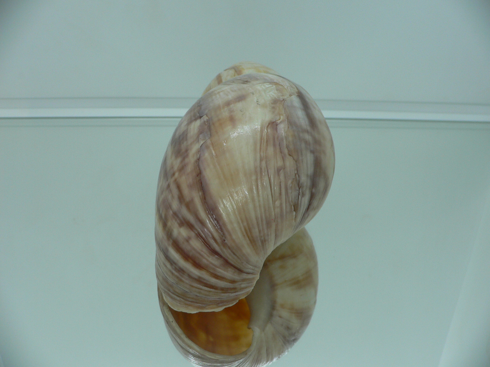 Achatina SP. MONSTER