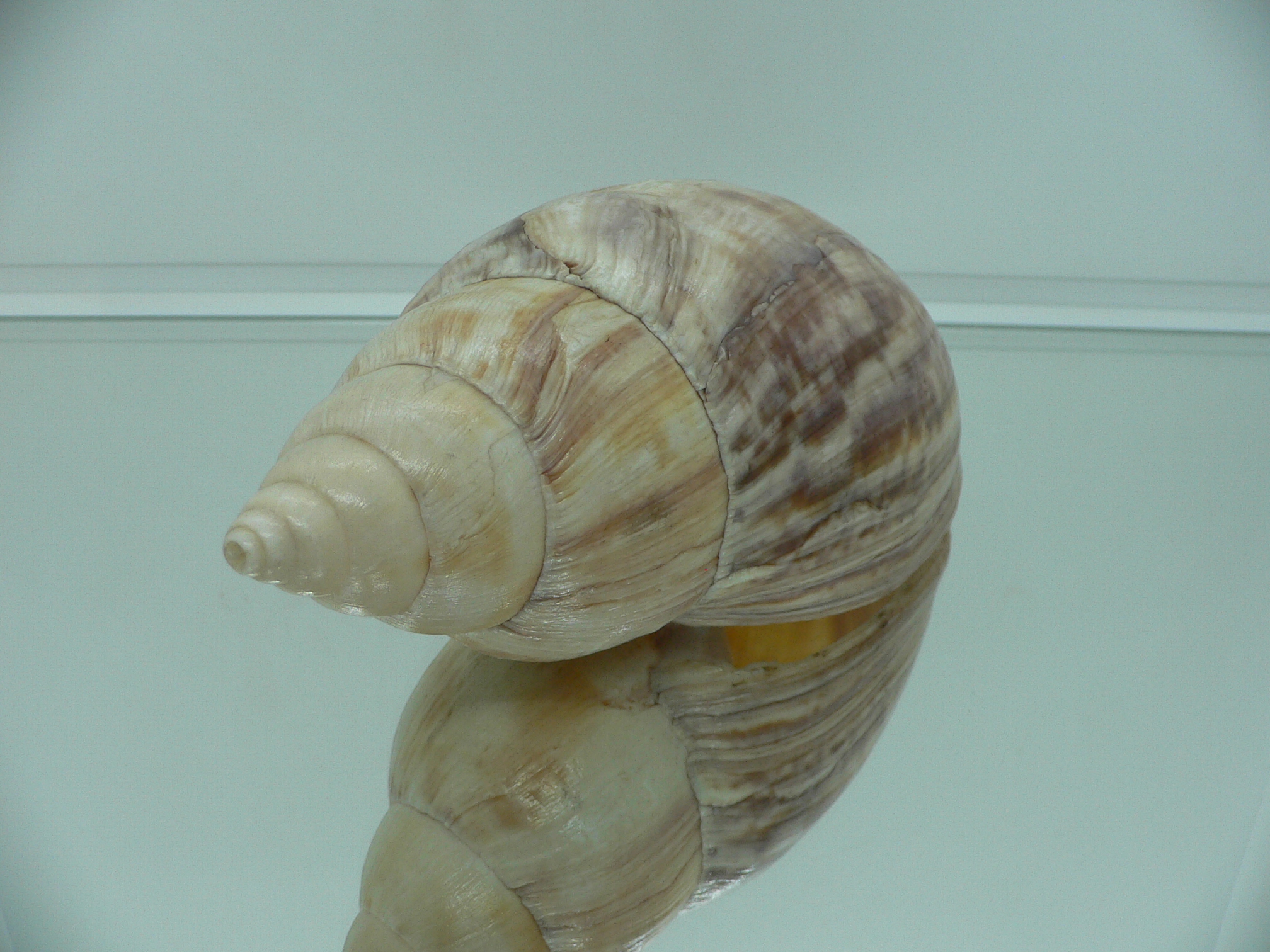 Achatina SP. MONSTER