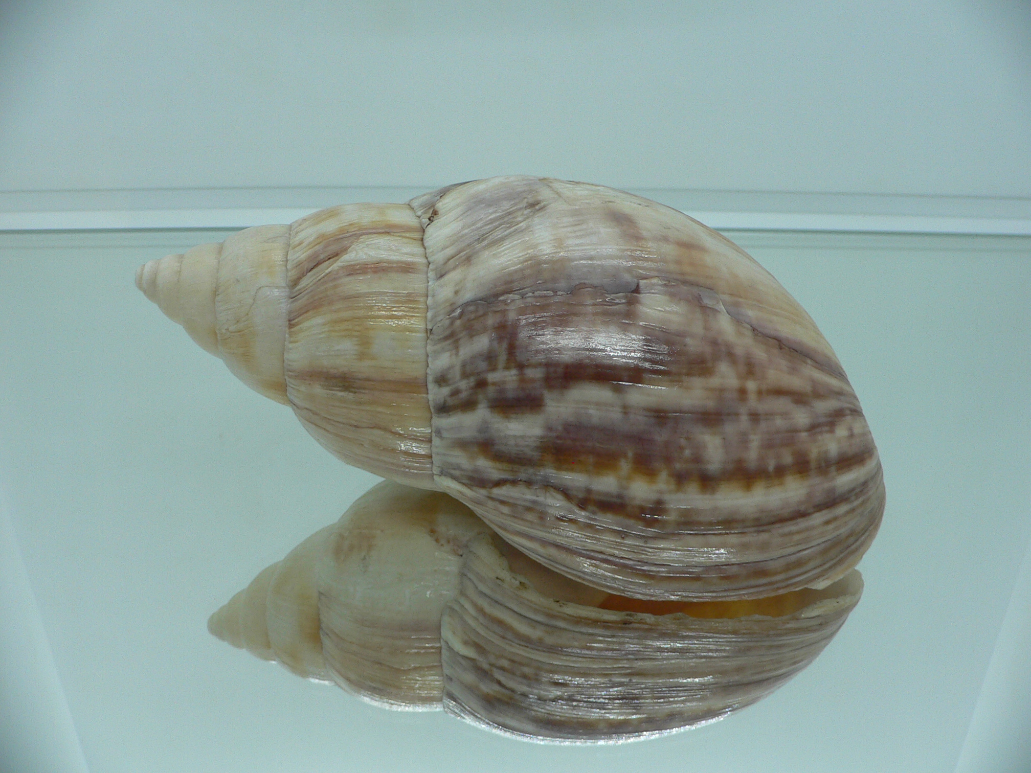 Achatina SP. MONSTER