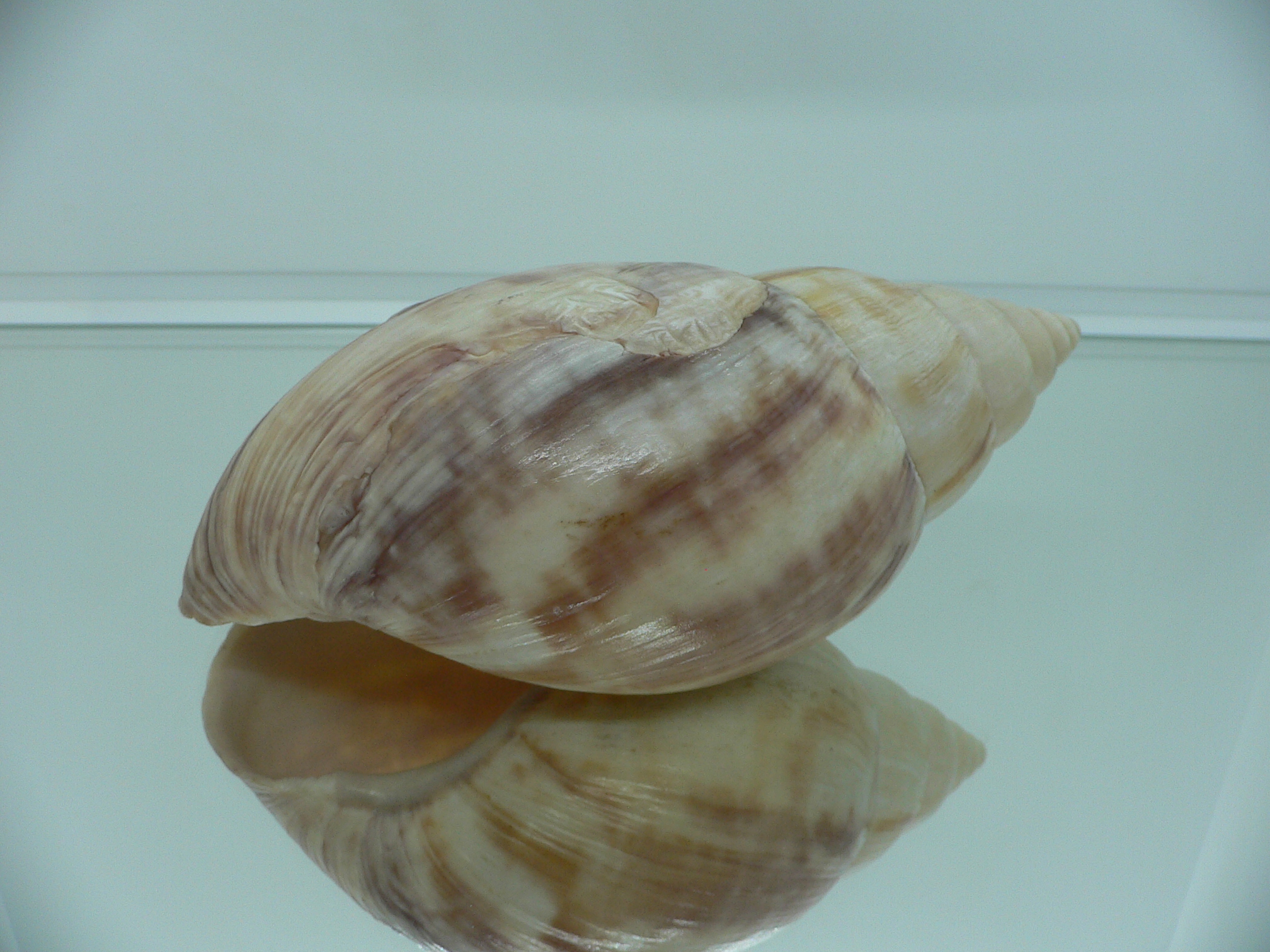 Achatina SP. MONSTER