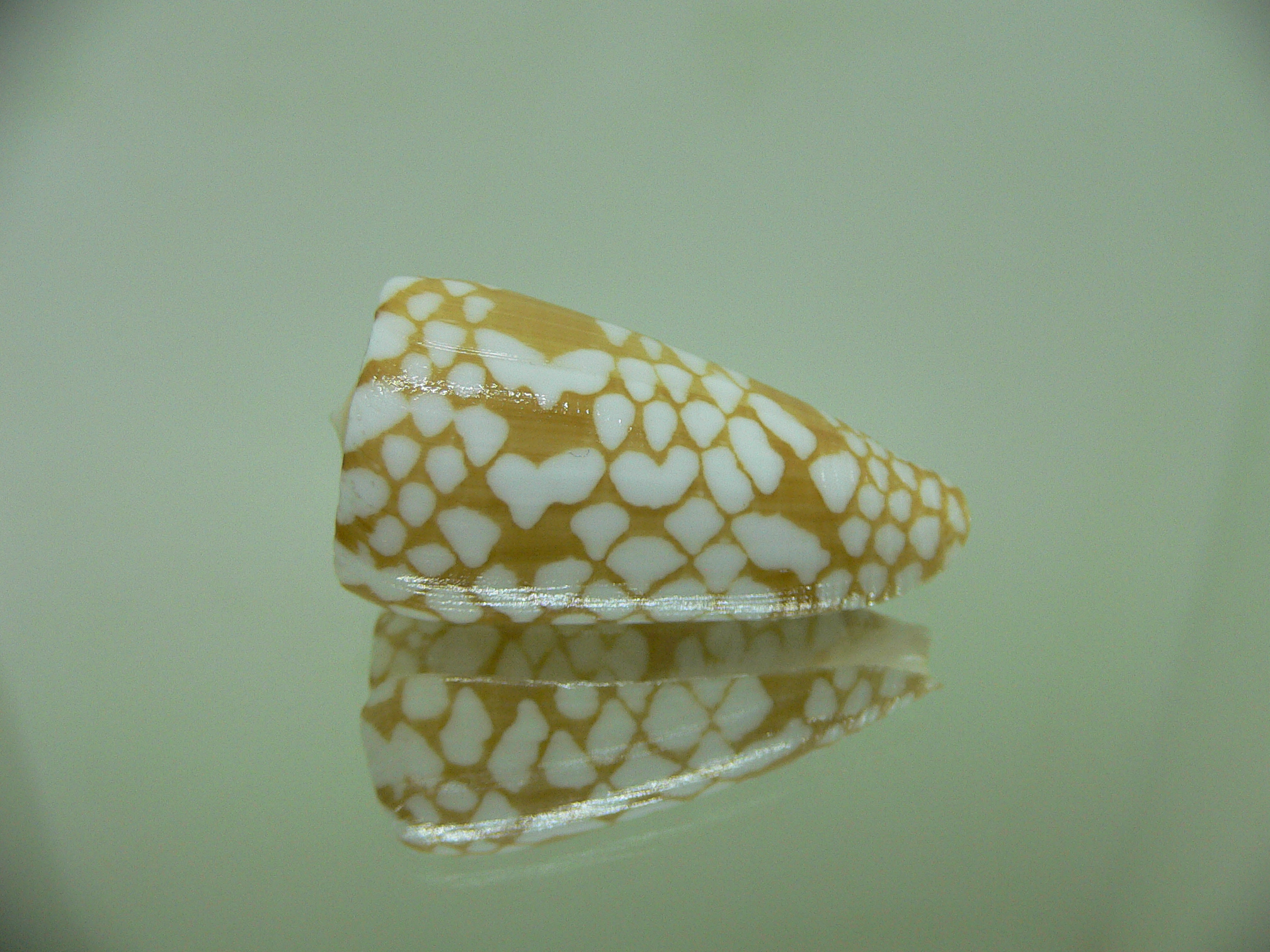 Conus cordigera ARISTOCRAT