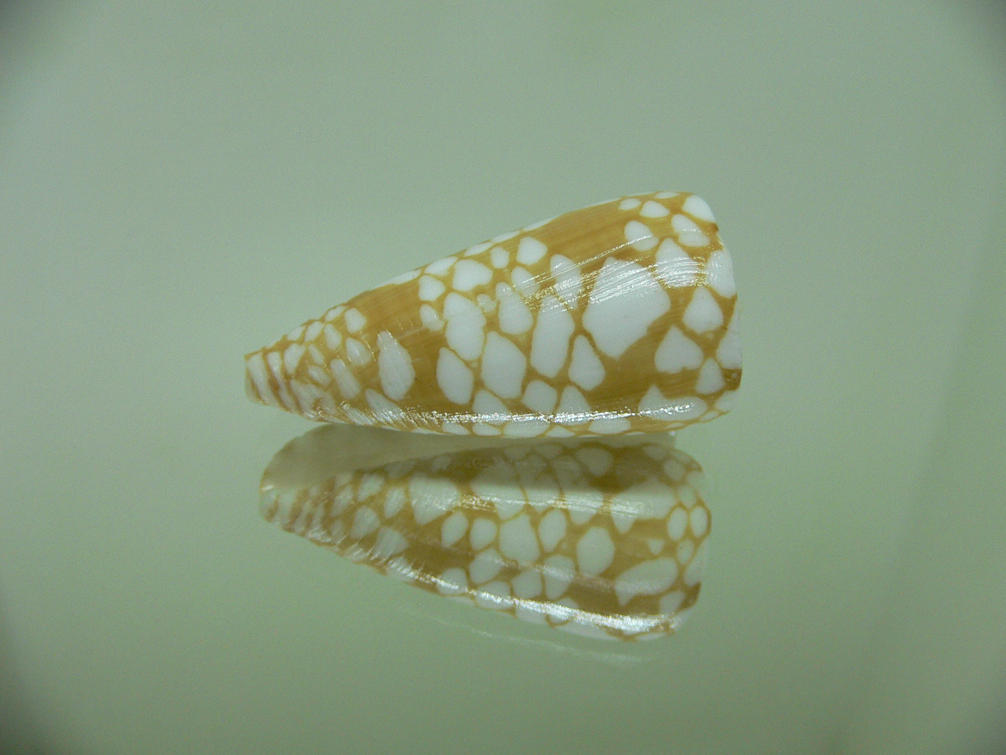 Conus cordigera ARISTOCRAT