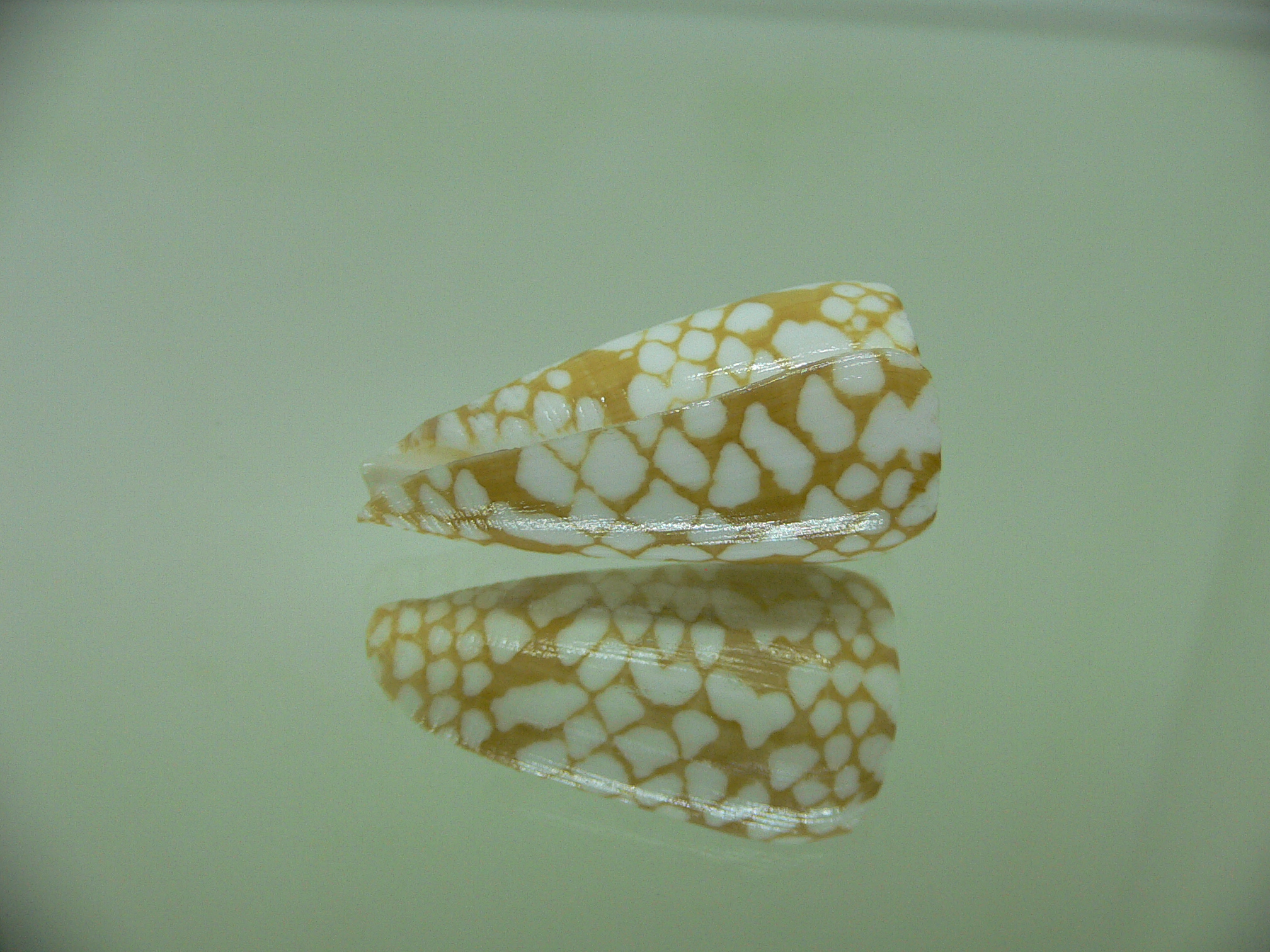 Conus cordigera ARISTOCRAT