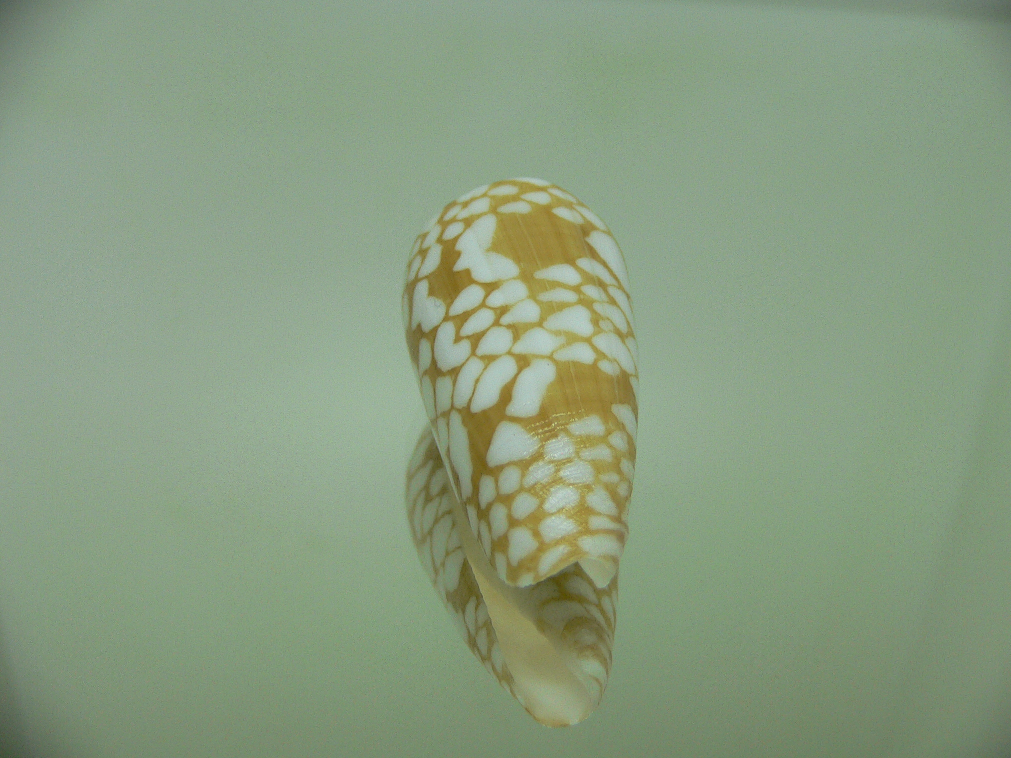 Conus cordigera ARISTOCRAT