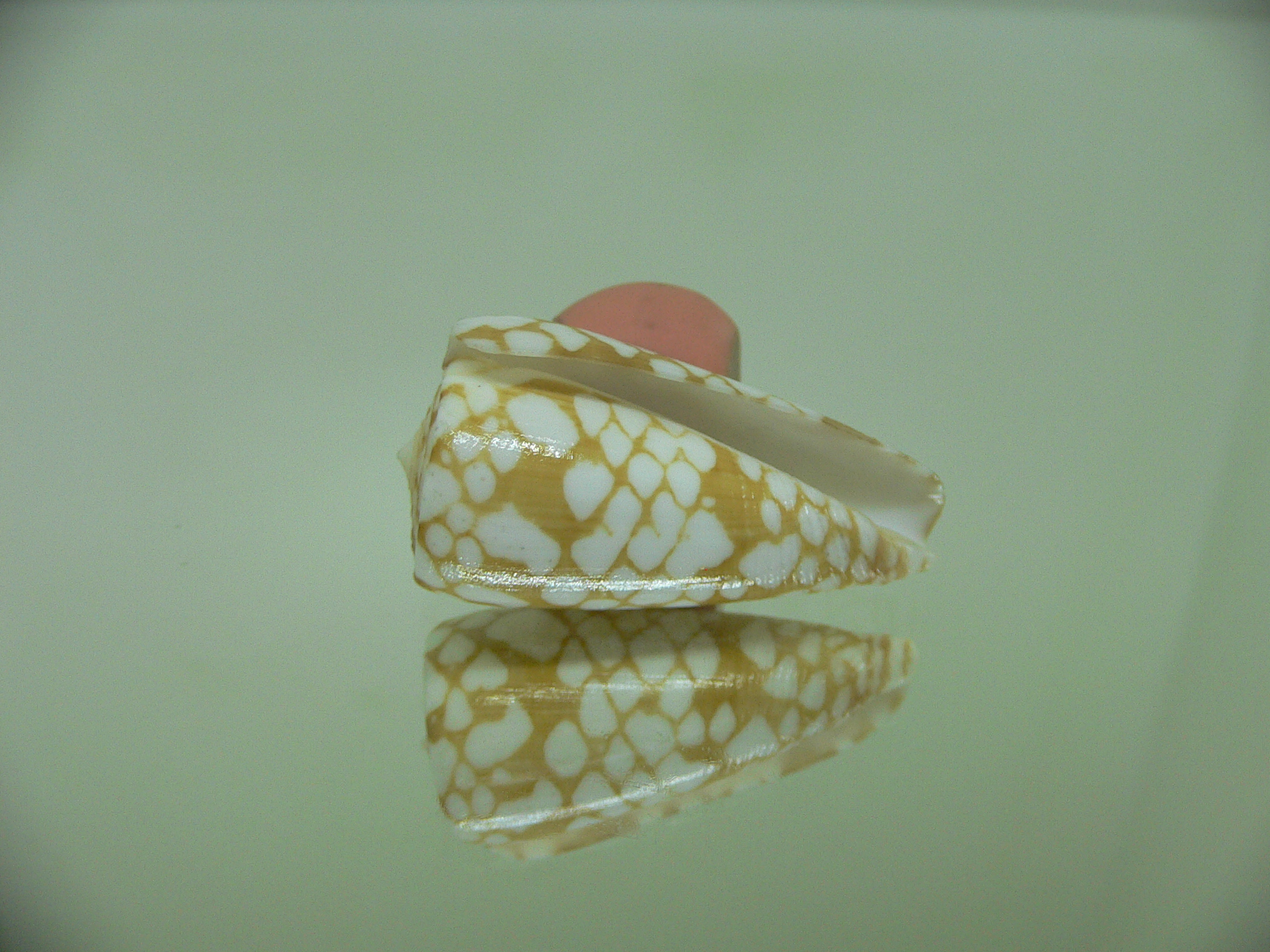 Conus cordigera ARISTOCRAT