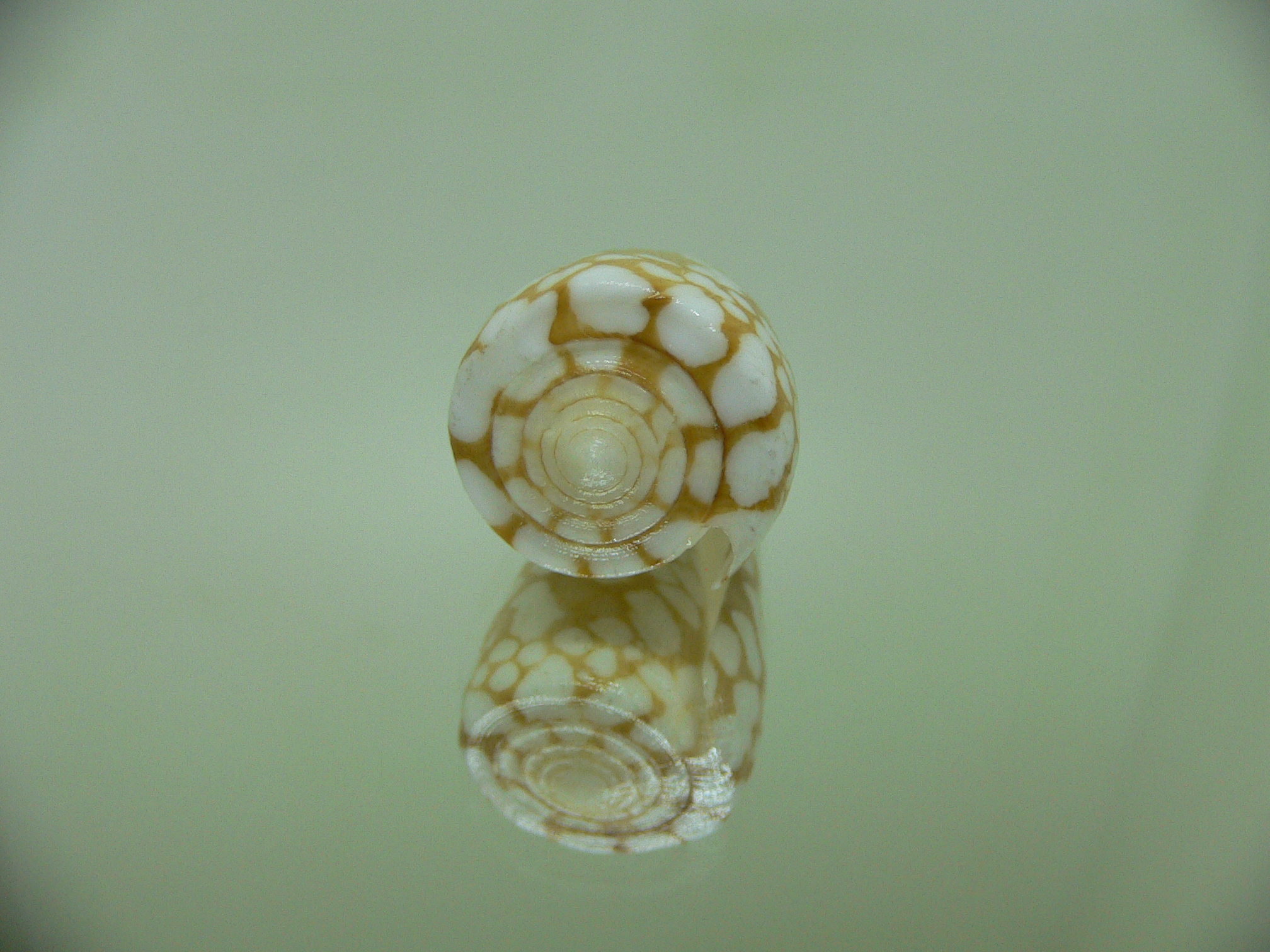 Conus cordigera ARISTOCRAT