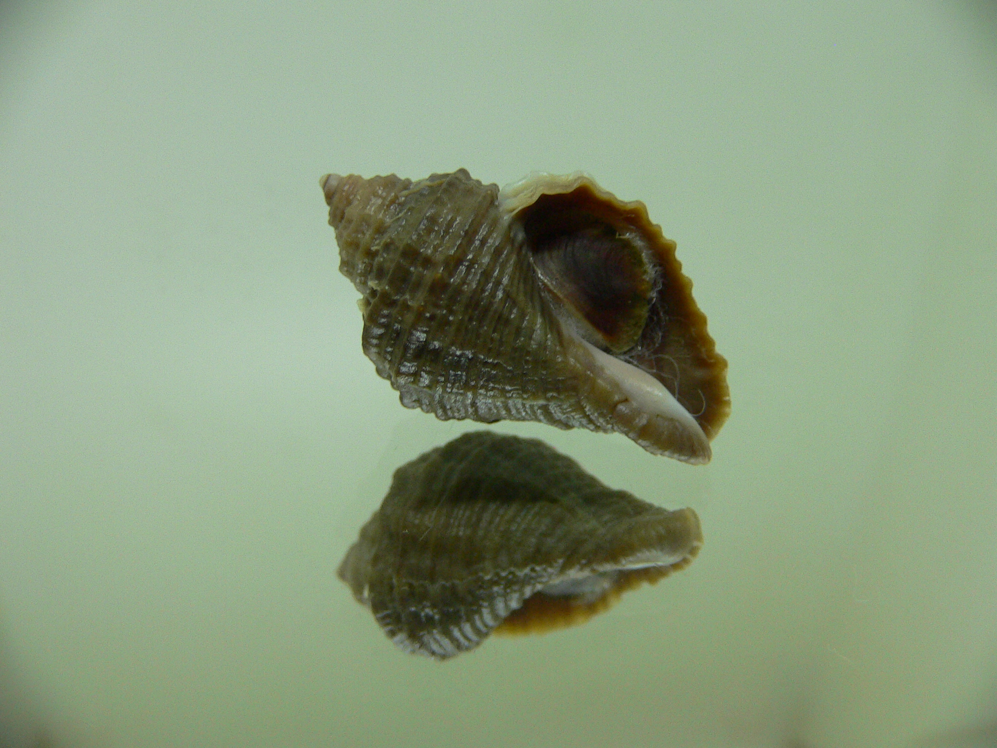 Nucella freycinetii elongata (var.) DWARF