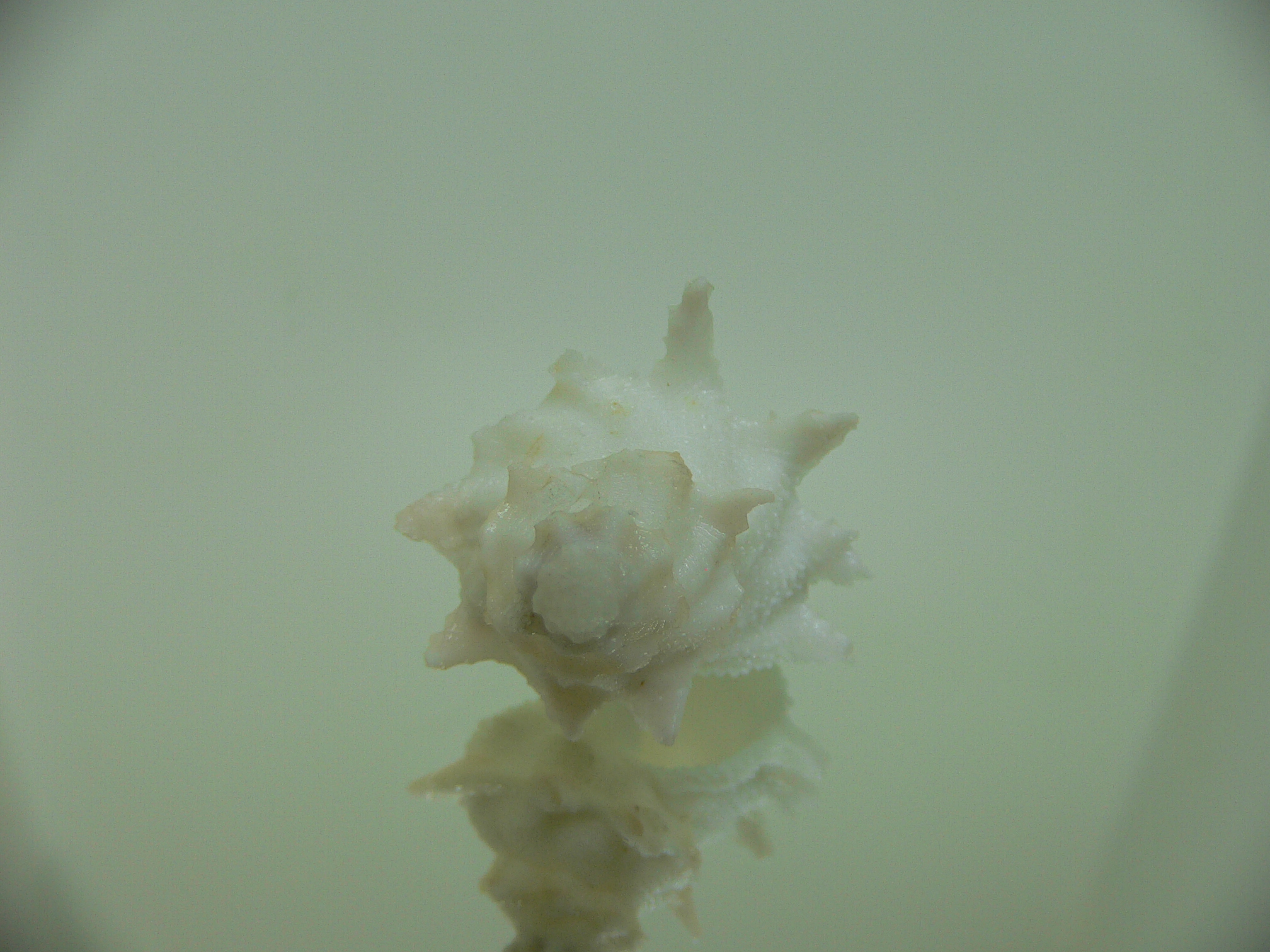 Babelomurex armatus WHITE & BEIGE