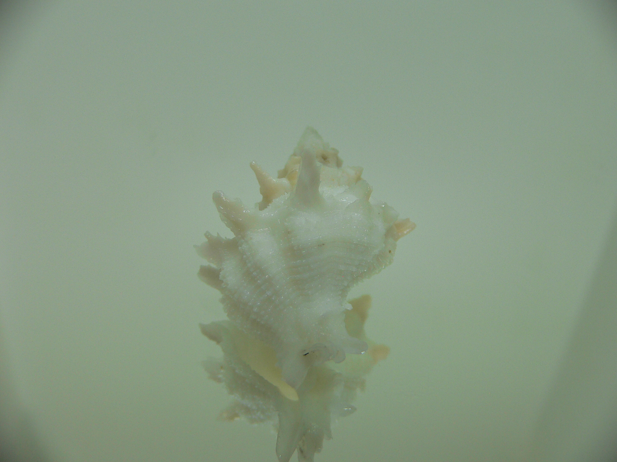 Babelomurex armatus WHITE & BEIGE