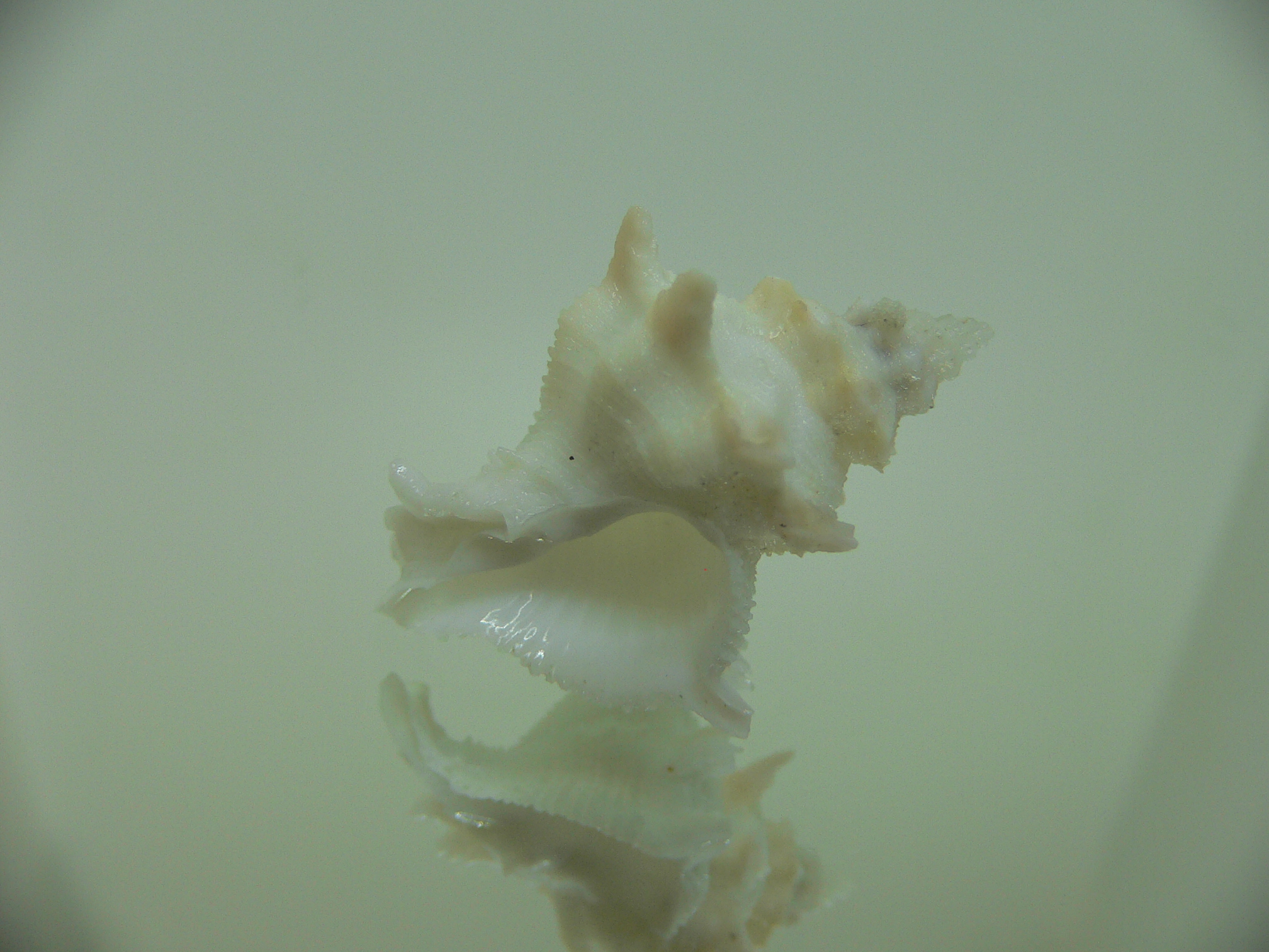 Babelomurex armatus WHITE & BEIGE