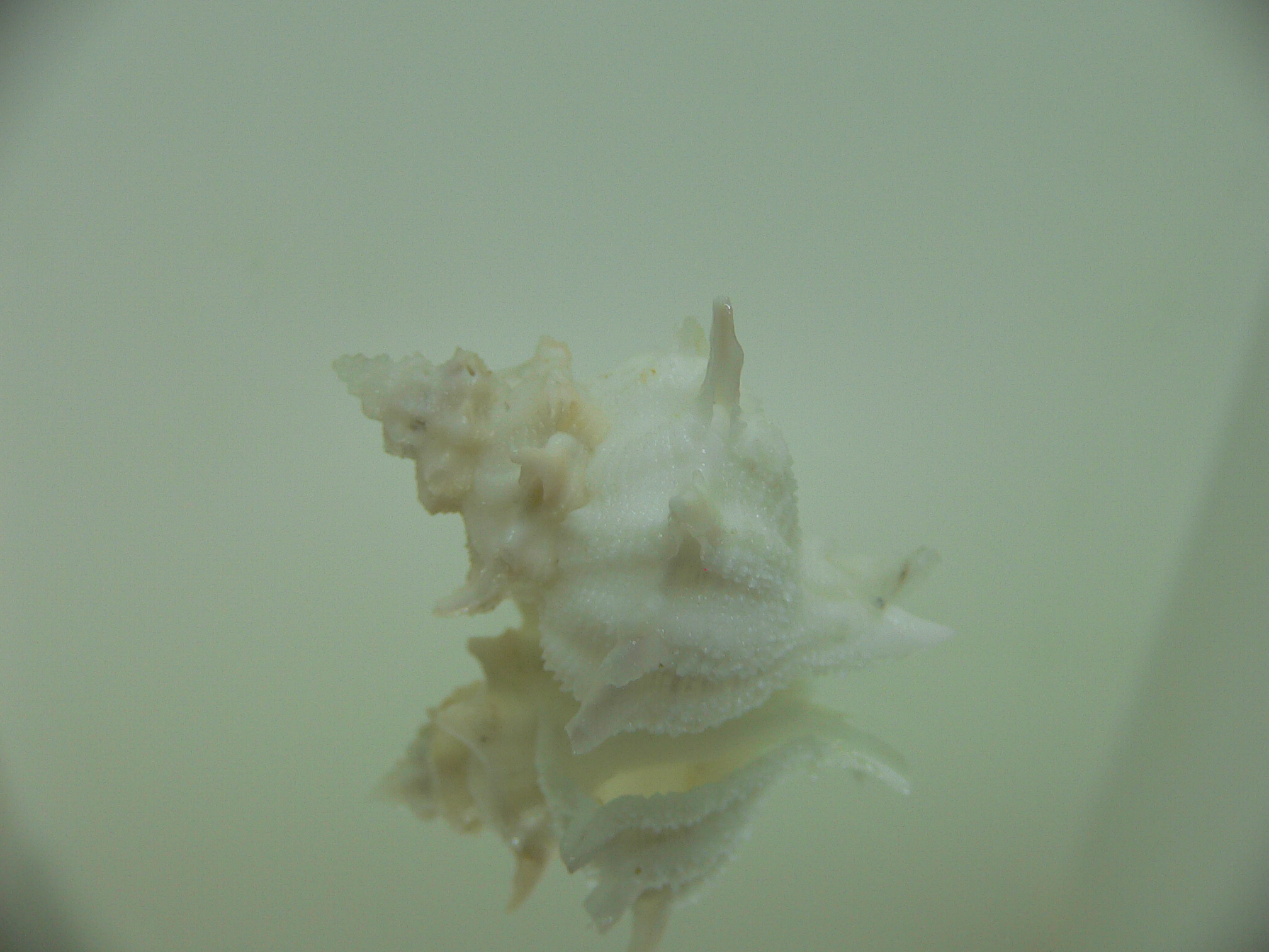 Babelomurex armatus WHITE & BEIGE