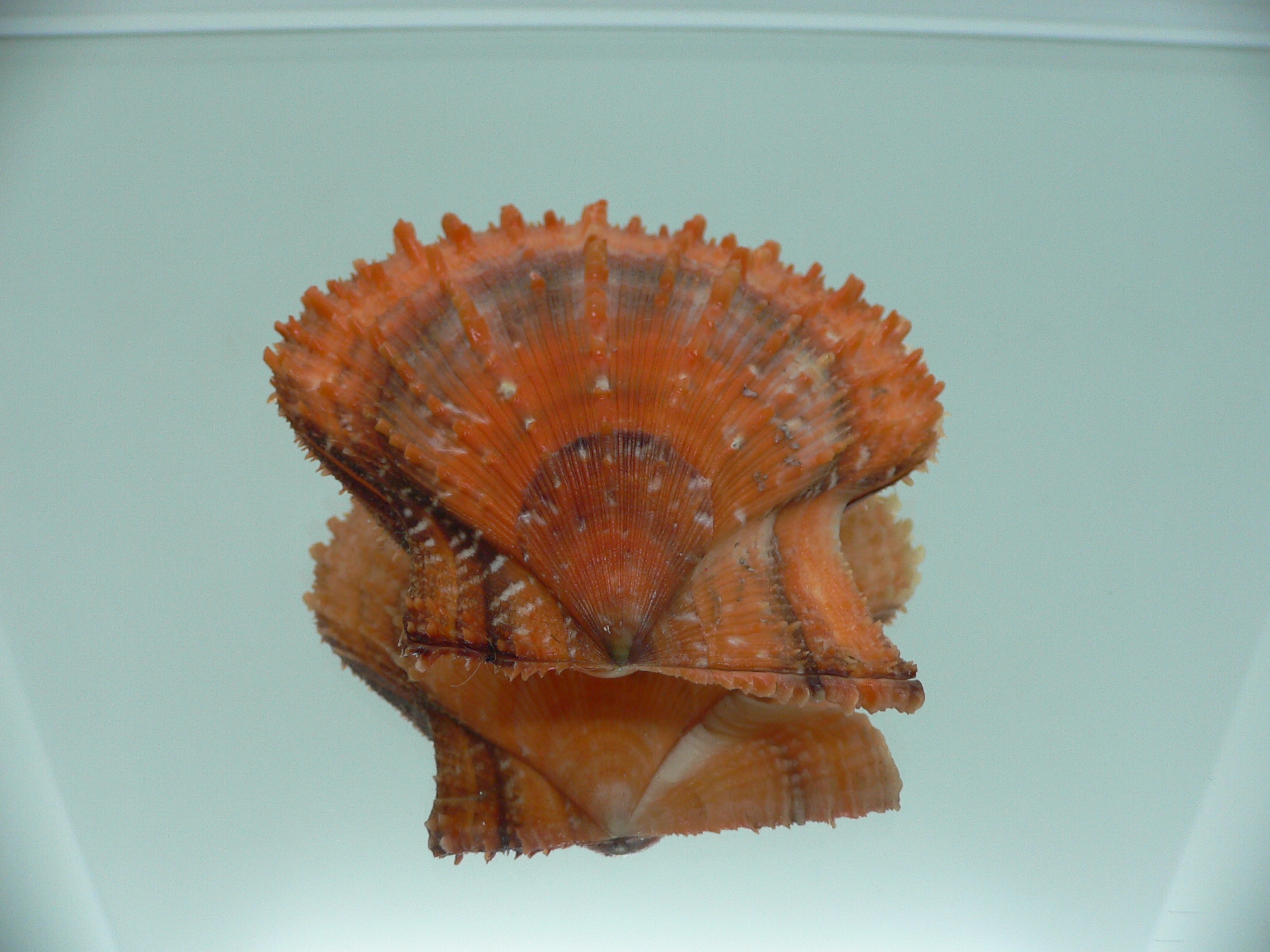 Scaeochlamys farreri ORANGE