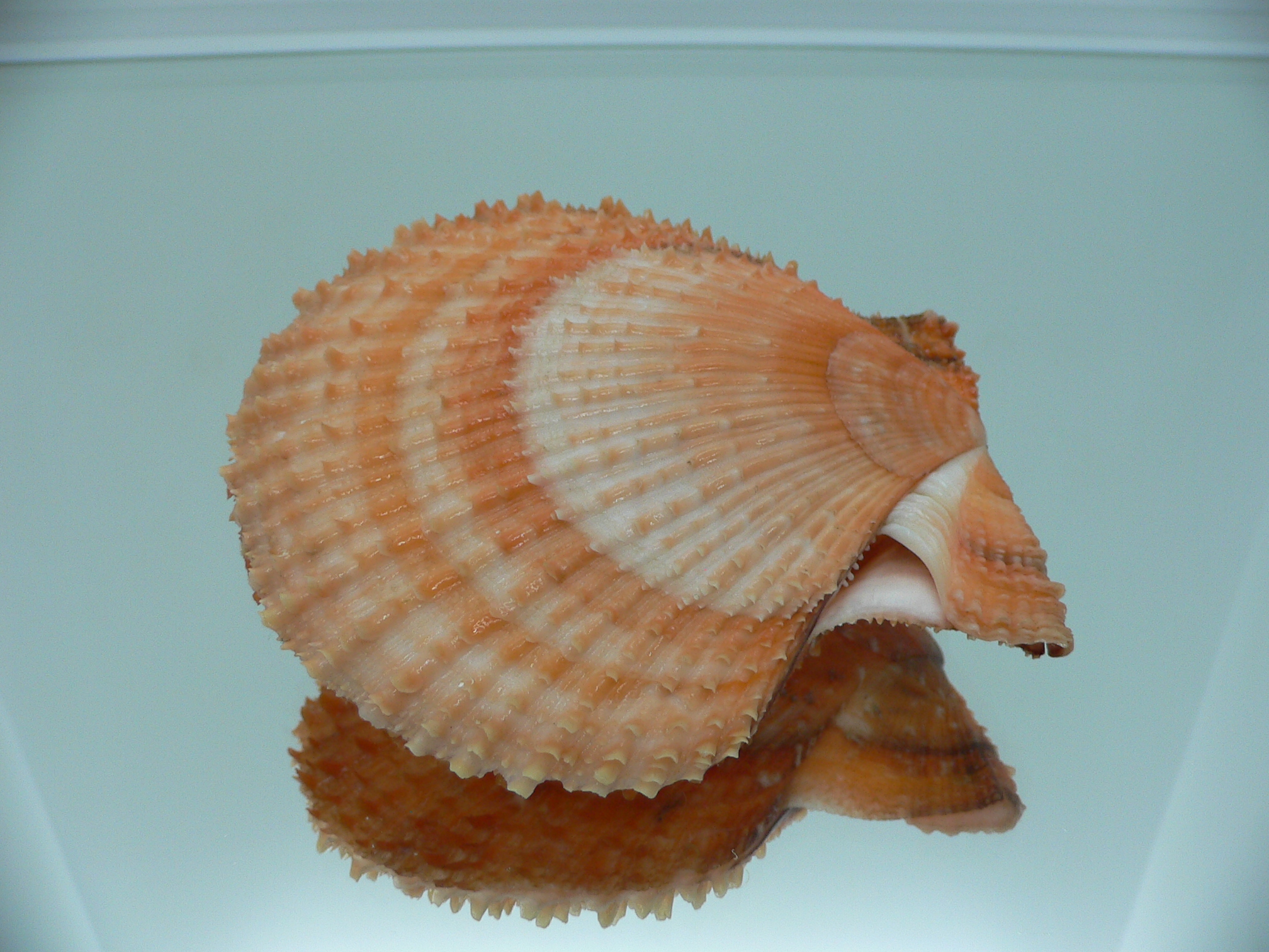 Scaeochlamys farreri ORANGE