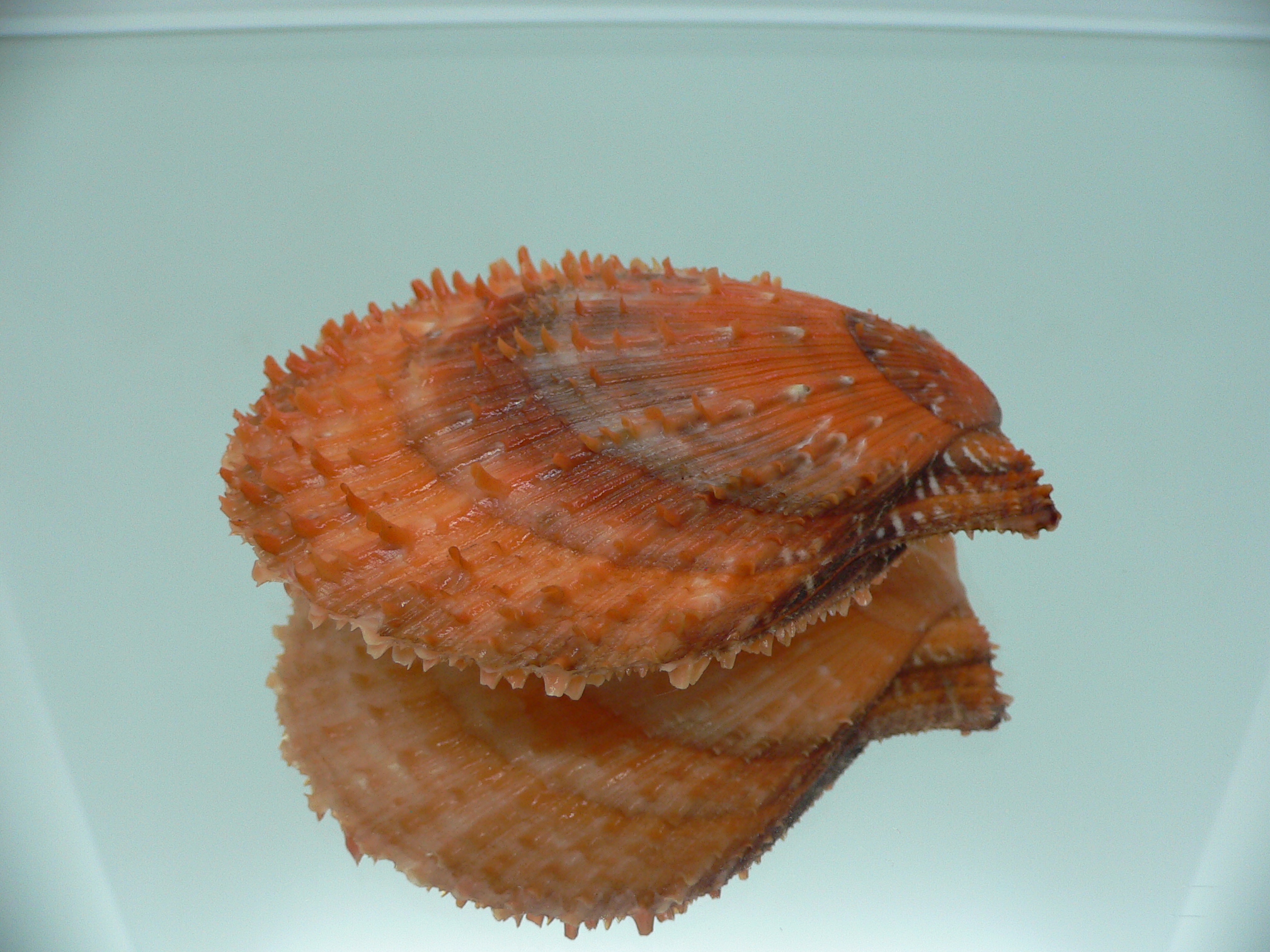 Scaeochlamys farreri ORANGE