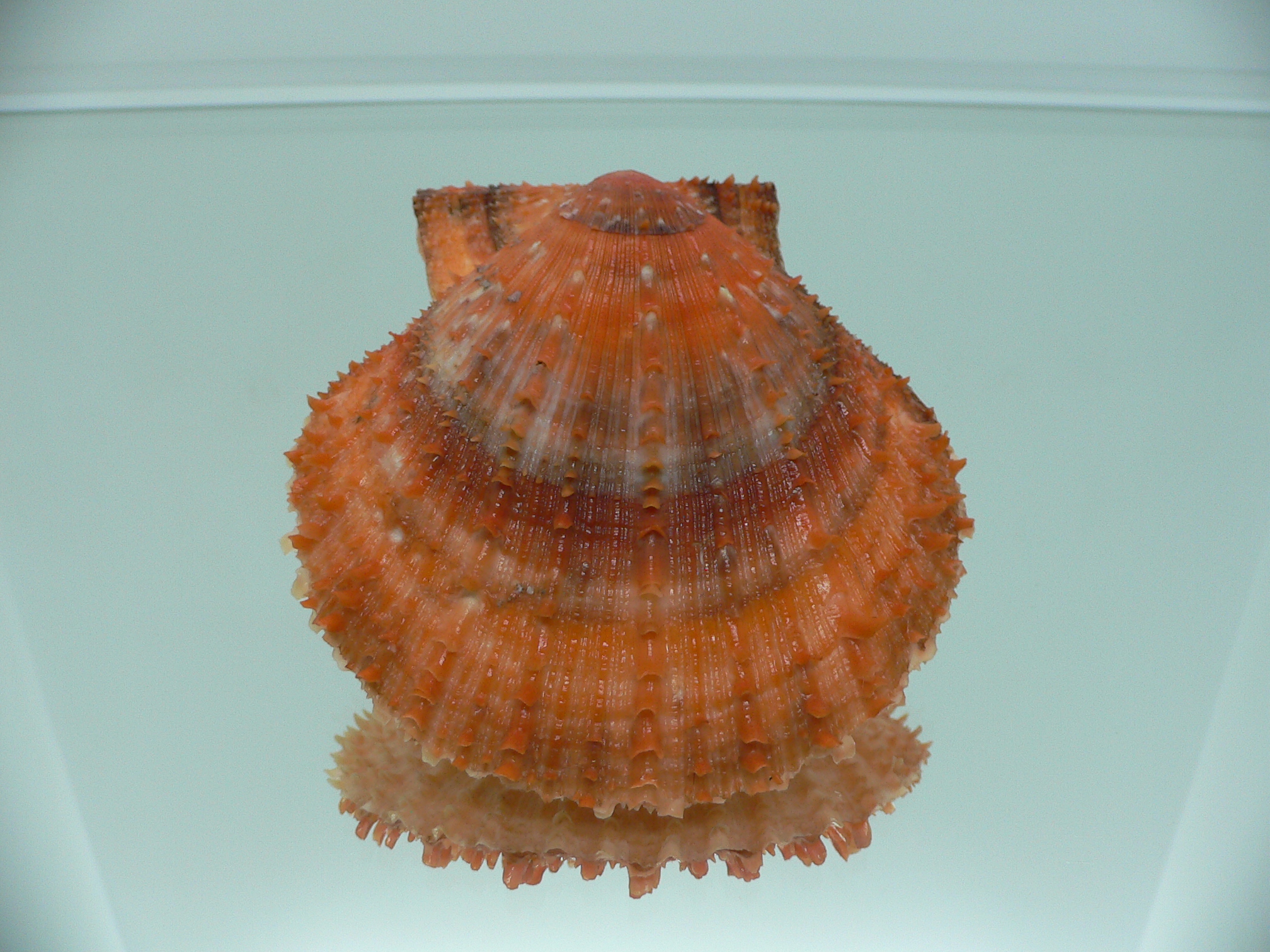 Scaeochlamys farreri ORANGE