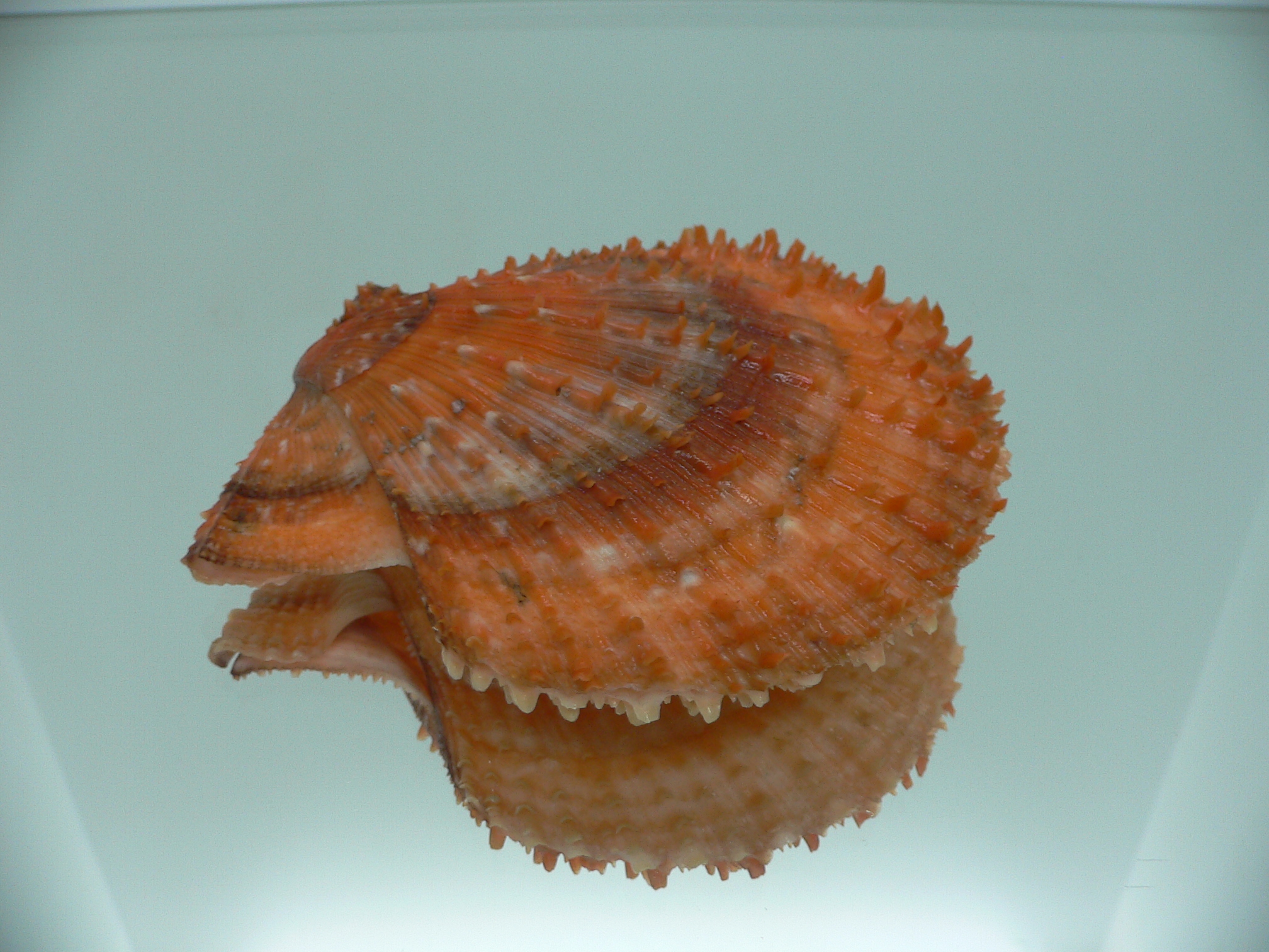 Scaeochlamys farreri ORANGE